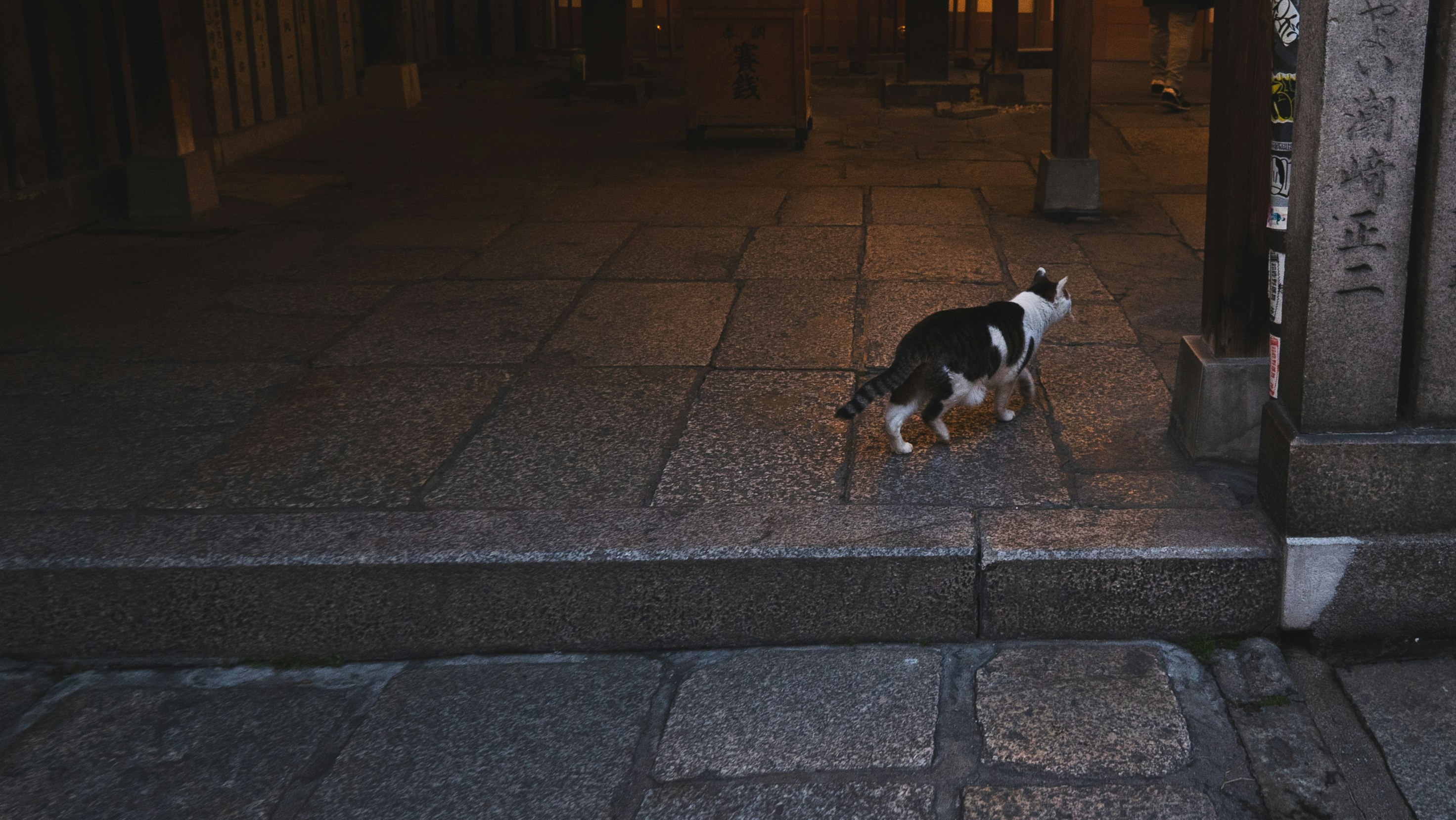 一只猫走在石头铺成的人行道上