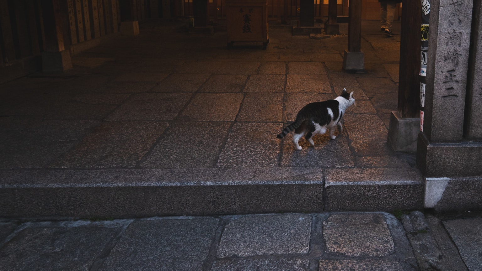 Eine Katze läuft auf Steinpflaster