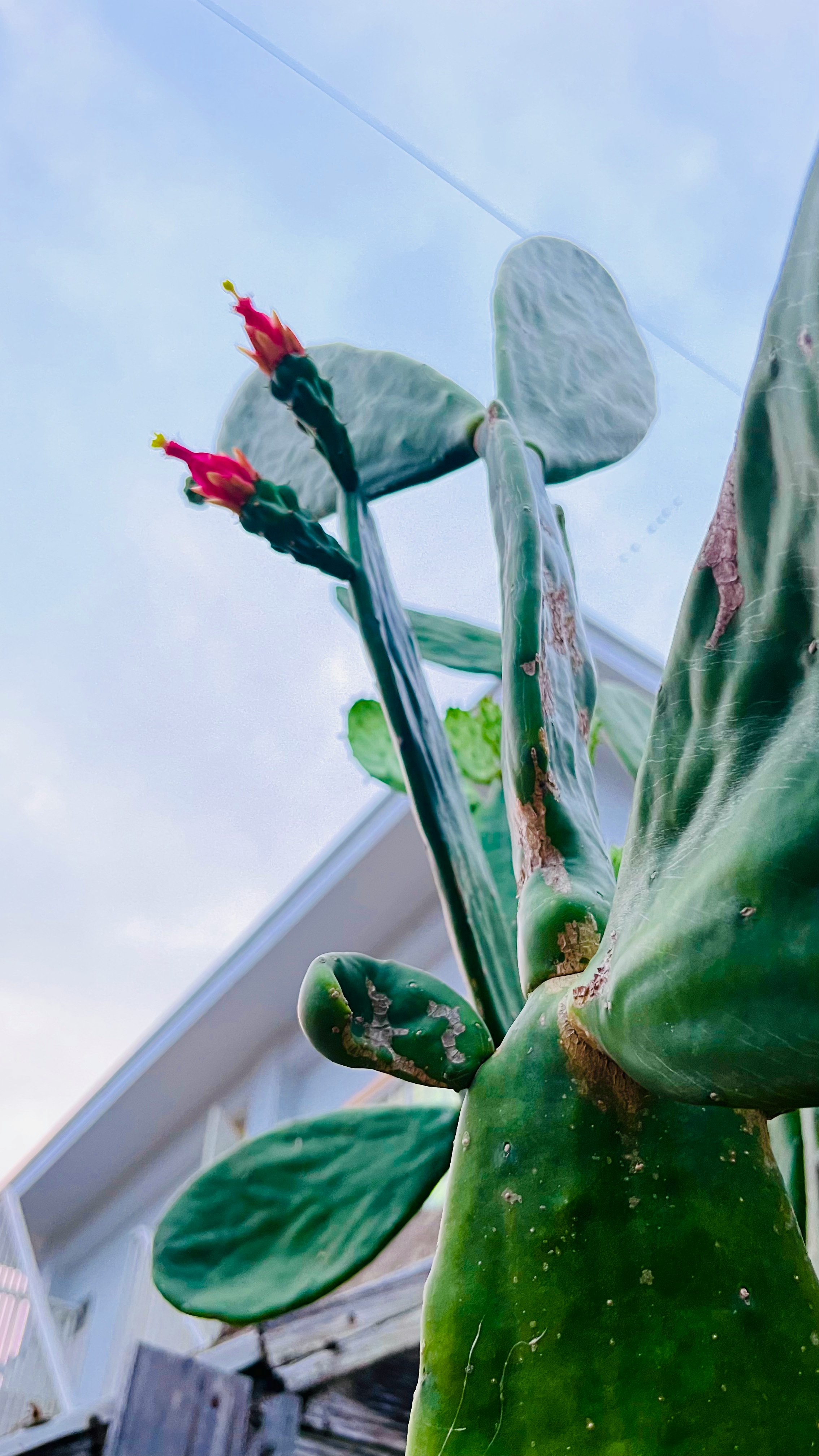 空に向かって伸びる観葉植物の葉と花