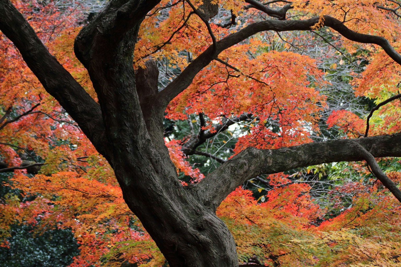Fogliame autunnale vibrante con un ramo d'albero prominente