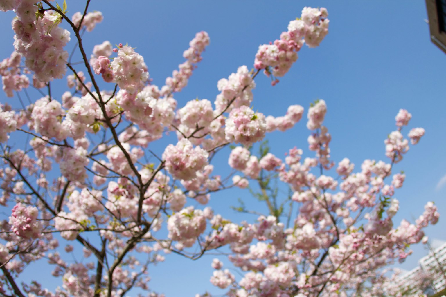 Rami di ciliegio con fiori rosa sotto un cielo blu
