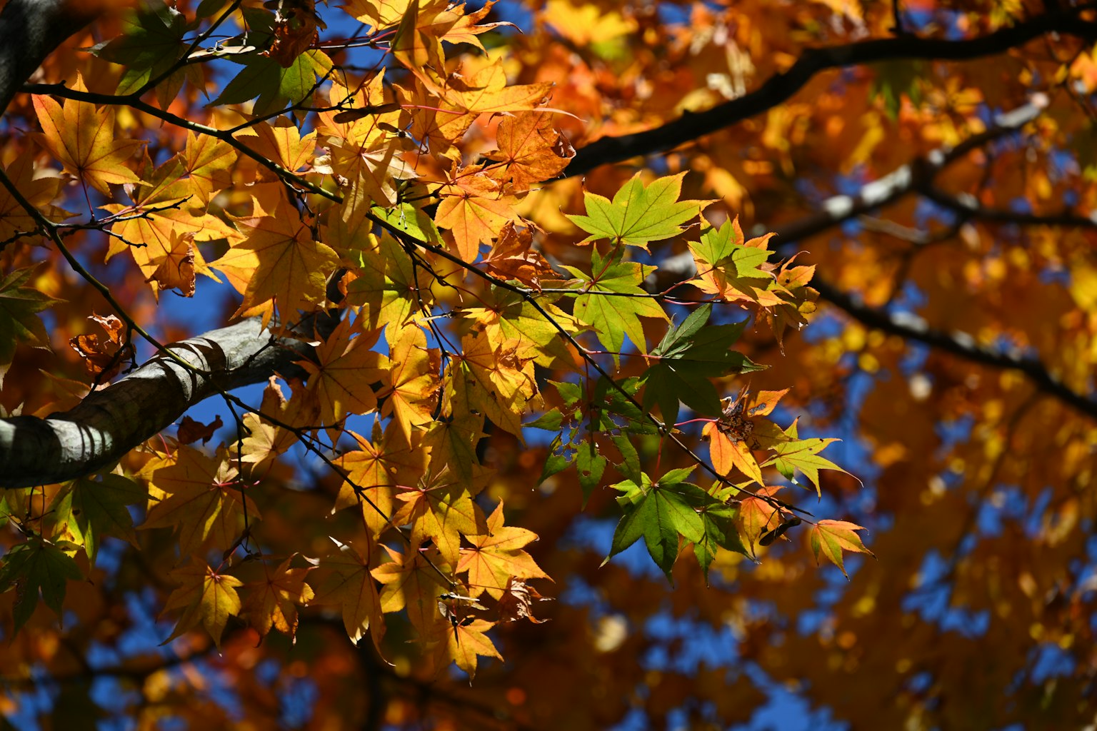 Vibrant autumn leaves in shades of orange and green against a blue sky