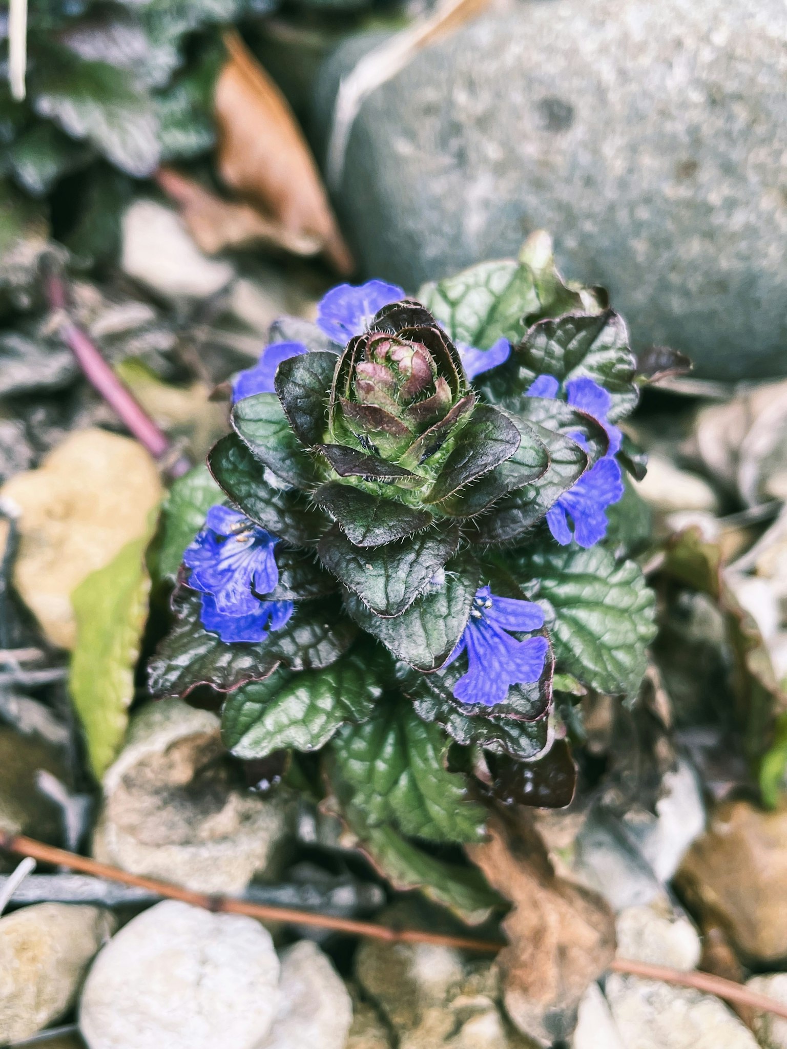 Foto close-up dari tanaman dengan daun hijau dan bunga ungu