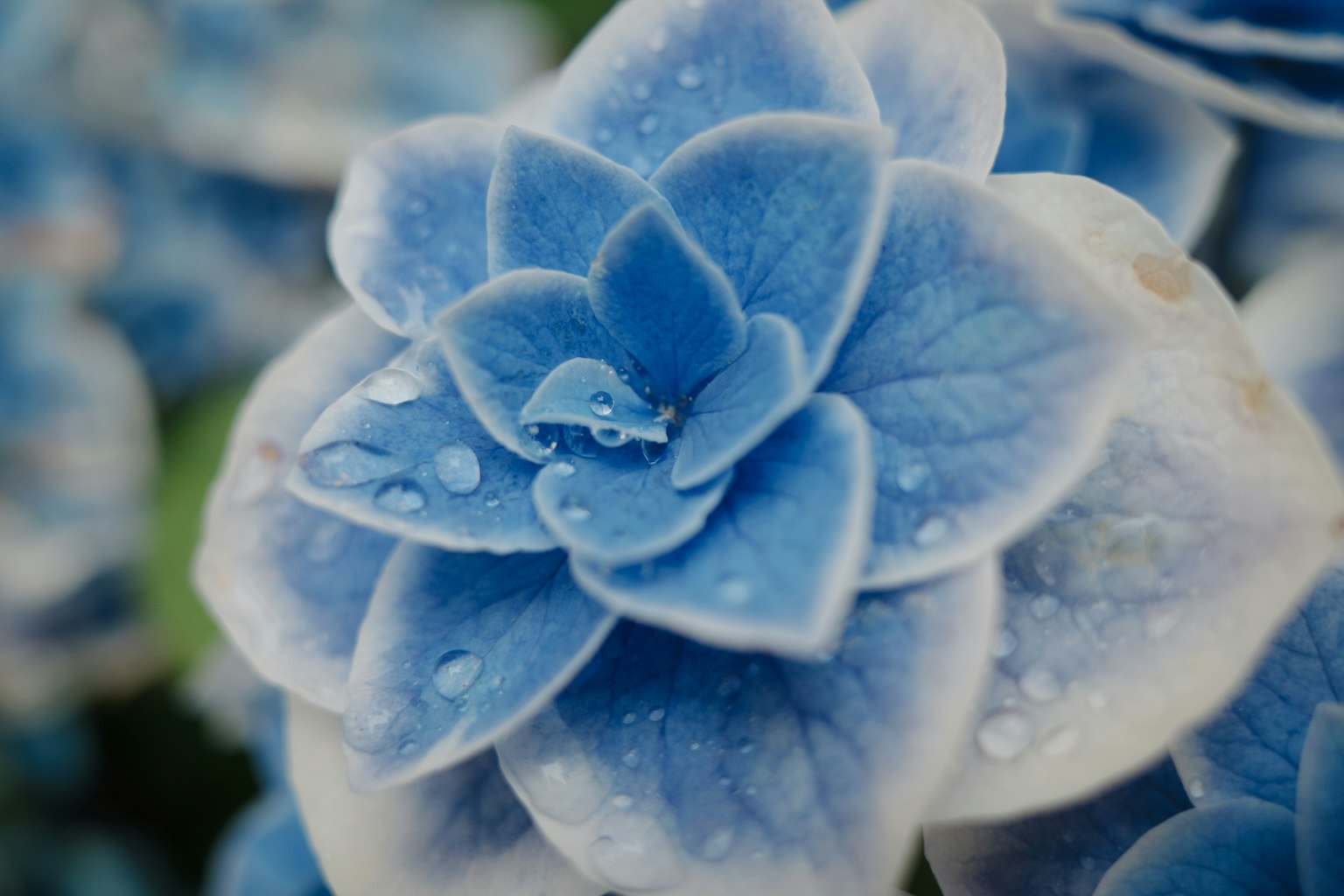 Primo piano di un fiore succulento blu con gocce d'acqua