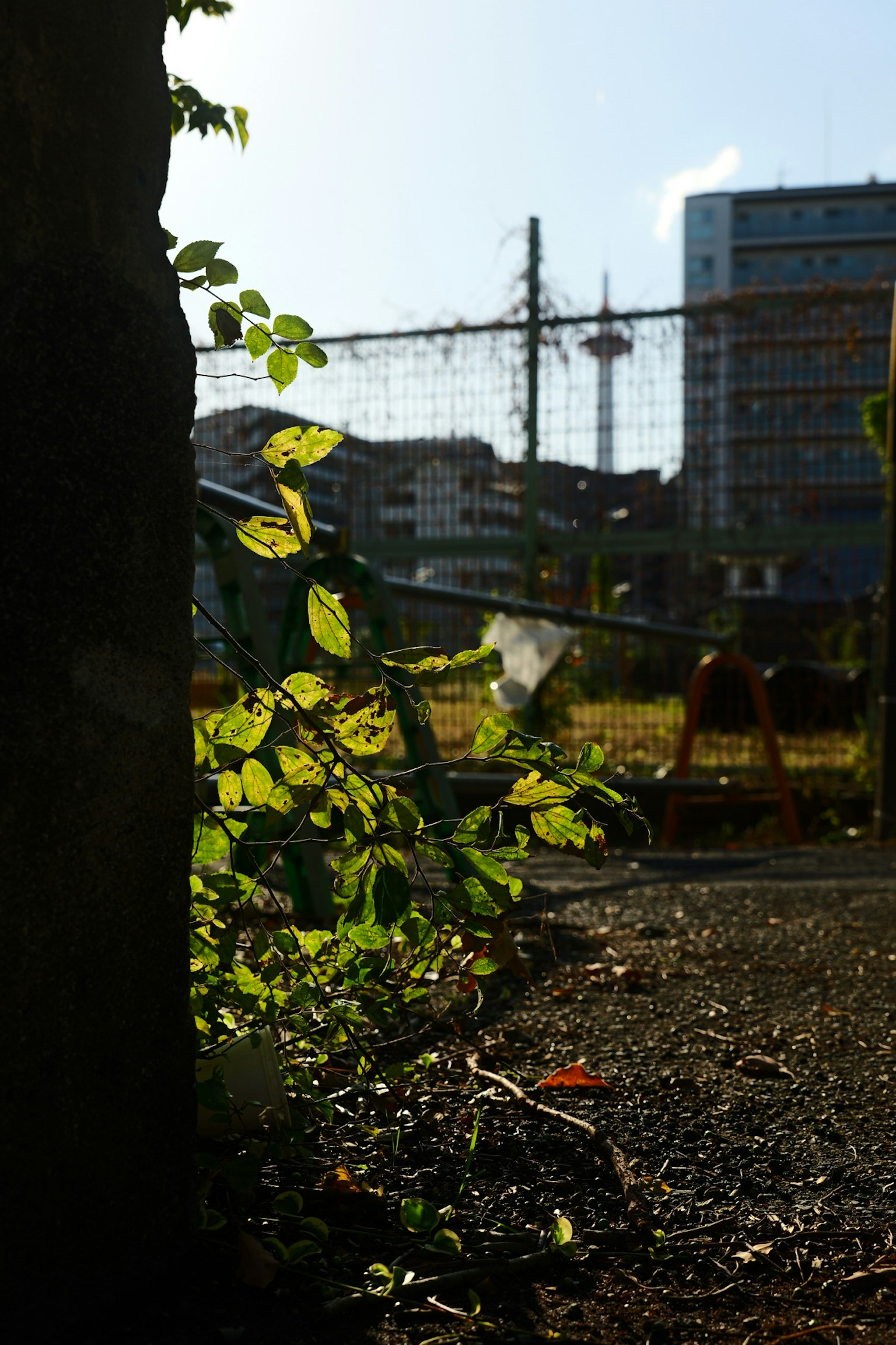 緑の葉と都市の背景を持つ風景の写真