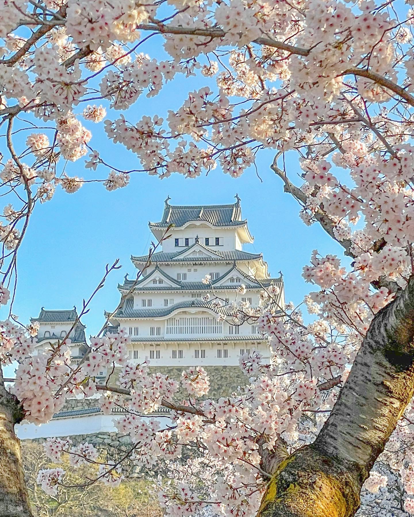 桜の花越しに姫路城の天守と白壁の眺め