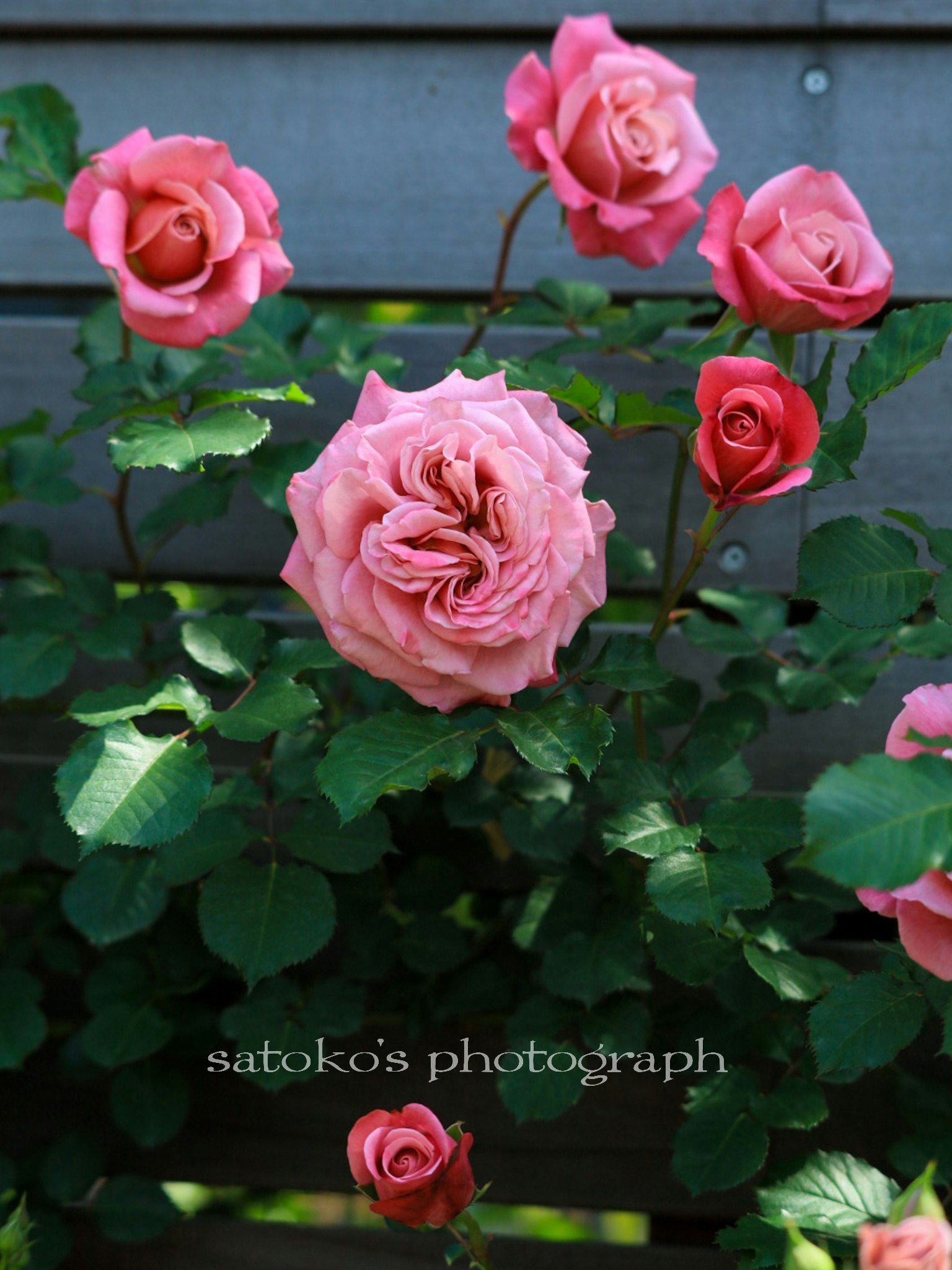ピンクのバラが咲く庭の花壇