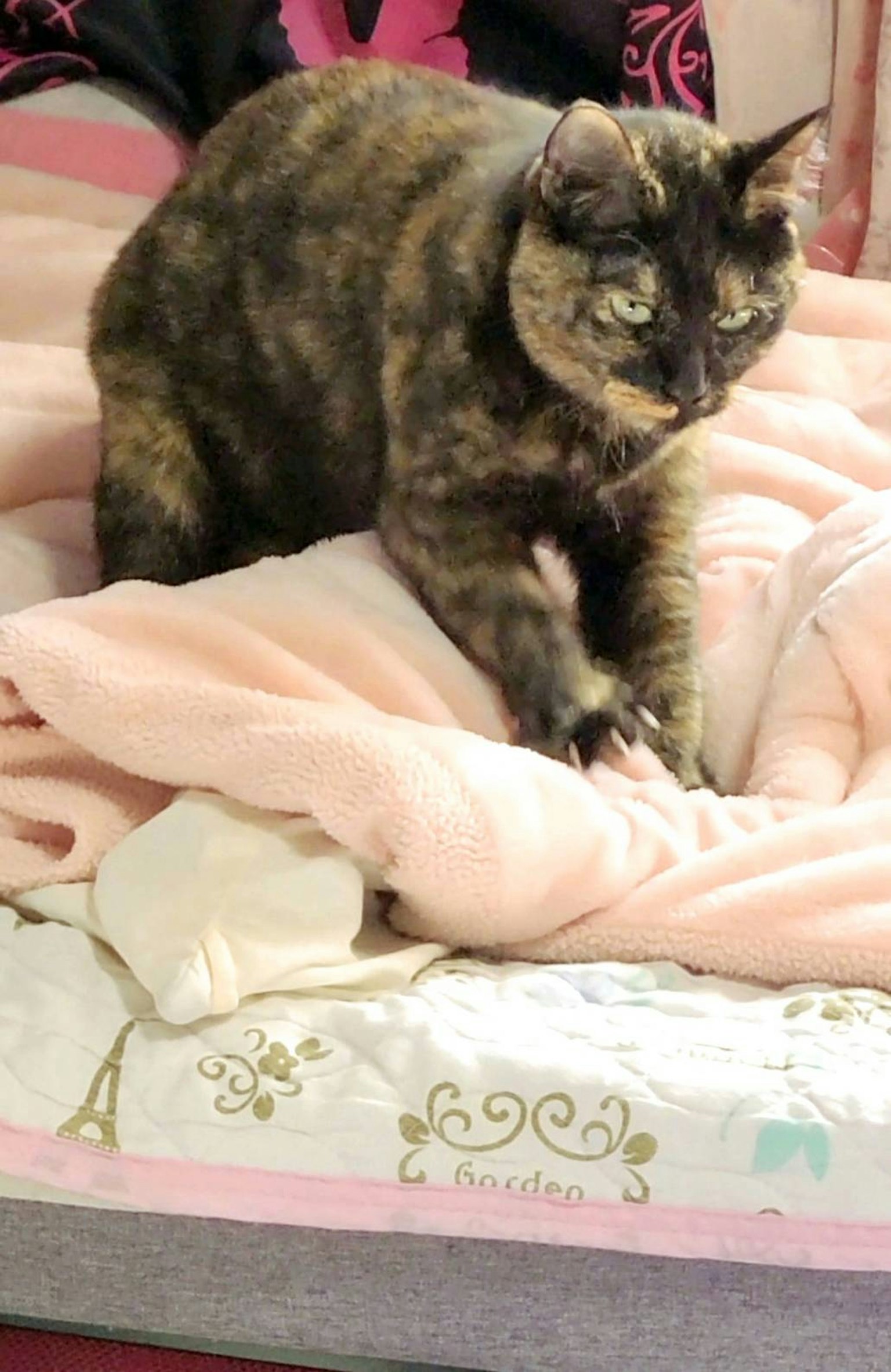Eine Schildpattkatze, die eine weiche Decke auf einem Bett knetet