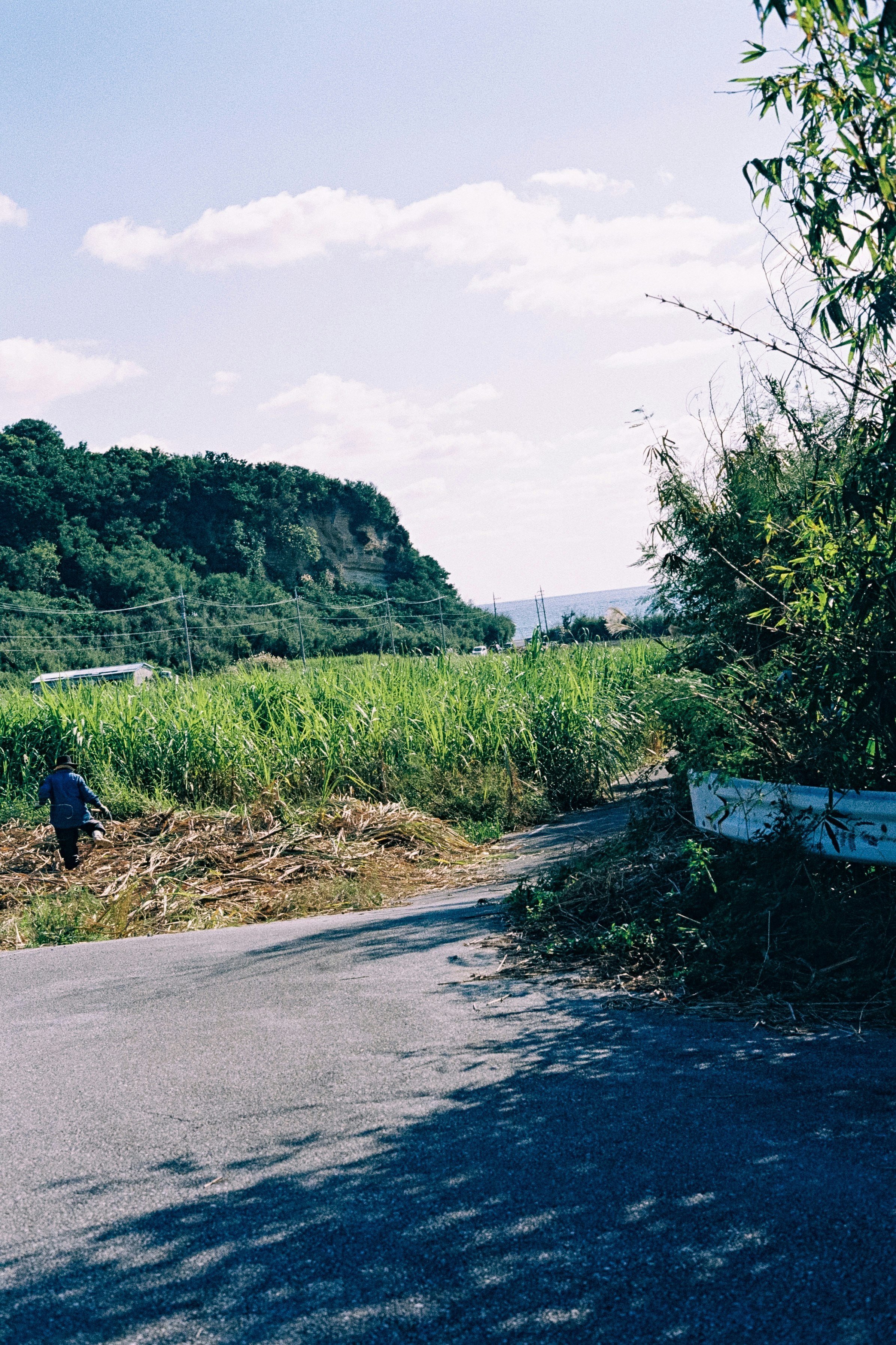草地与林间道路上行走的人