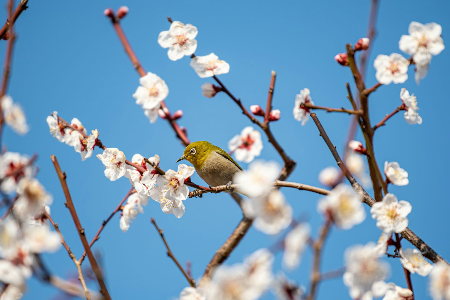 Eine schöne Frühlingsszene mit einem kleinen Vogel zwischen blühenden Pflaumenblüten vor blauem Himmel