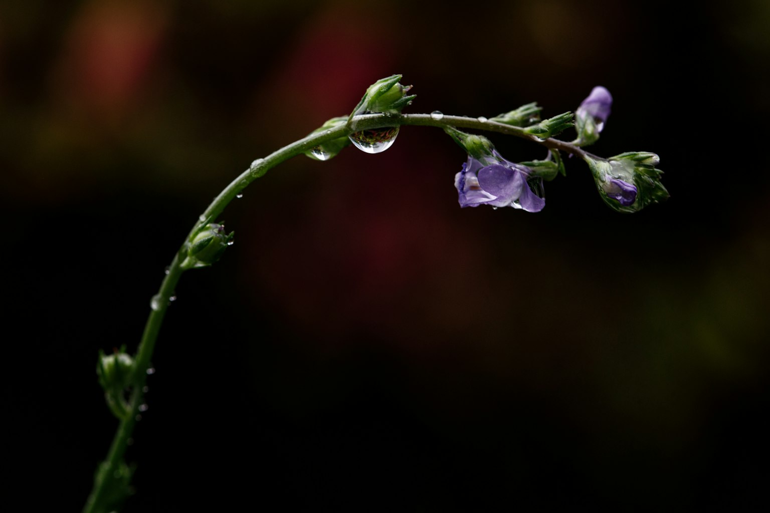紫色の花と水滴がついた茎のクローズアップ