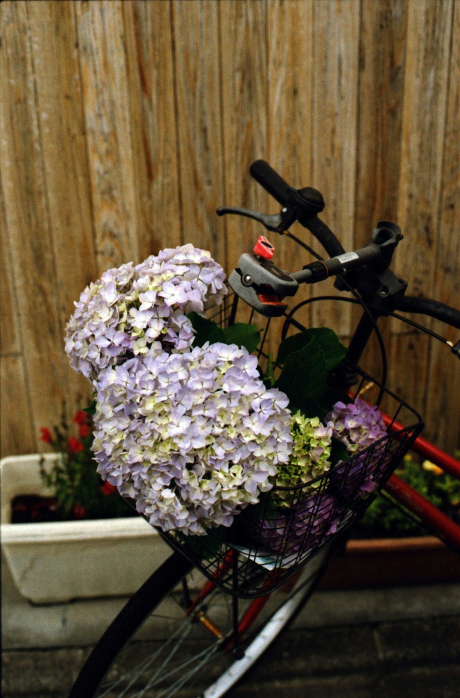 A bicycle with a basket full of hydrangeas and a wooden background