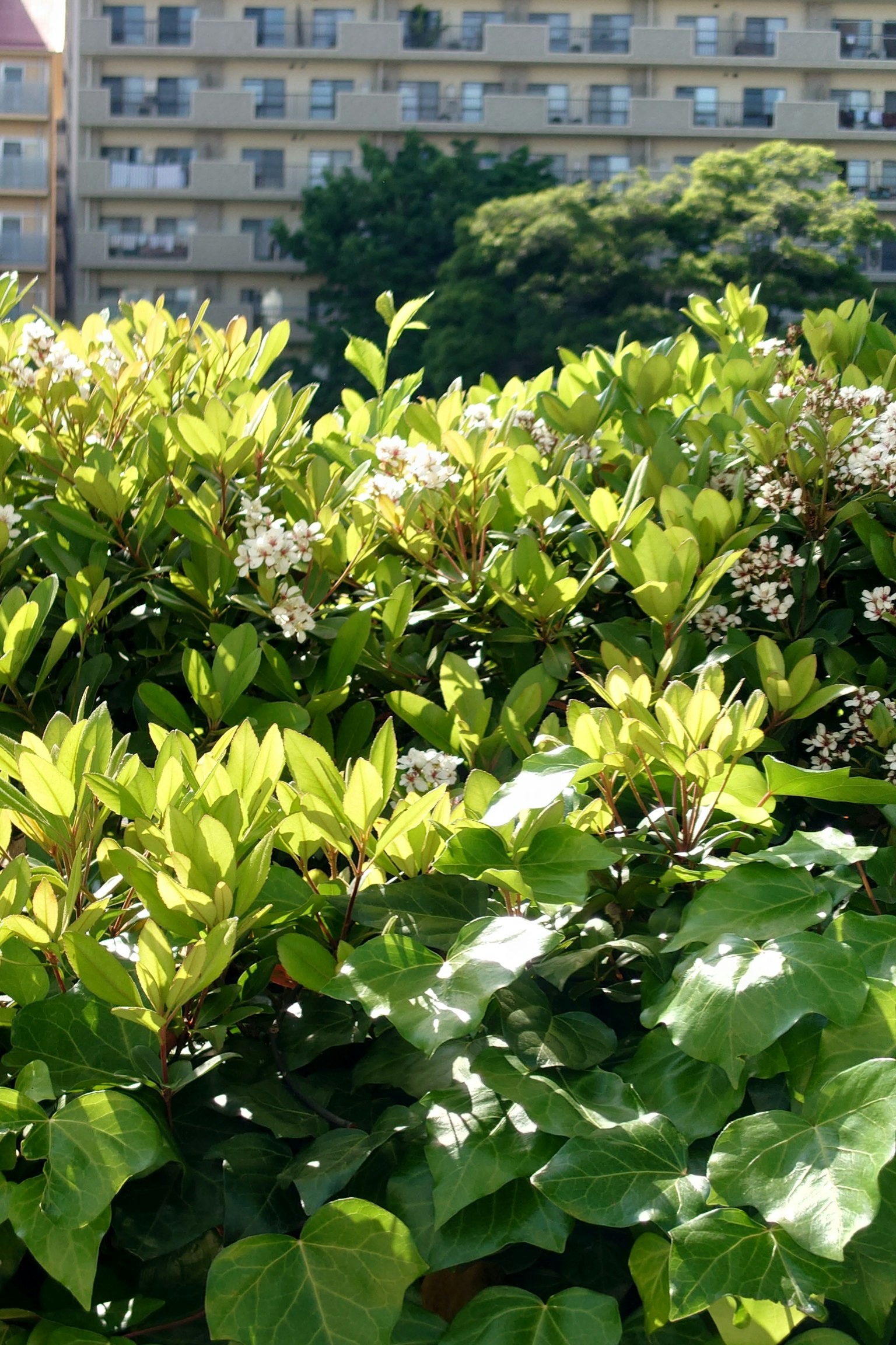 綠葉和白花的特寫，背景是公寓大樓