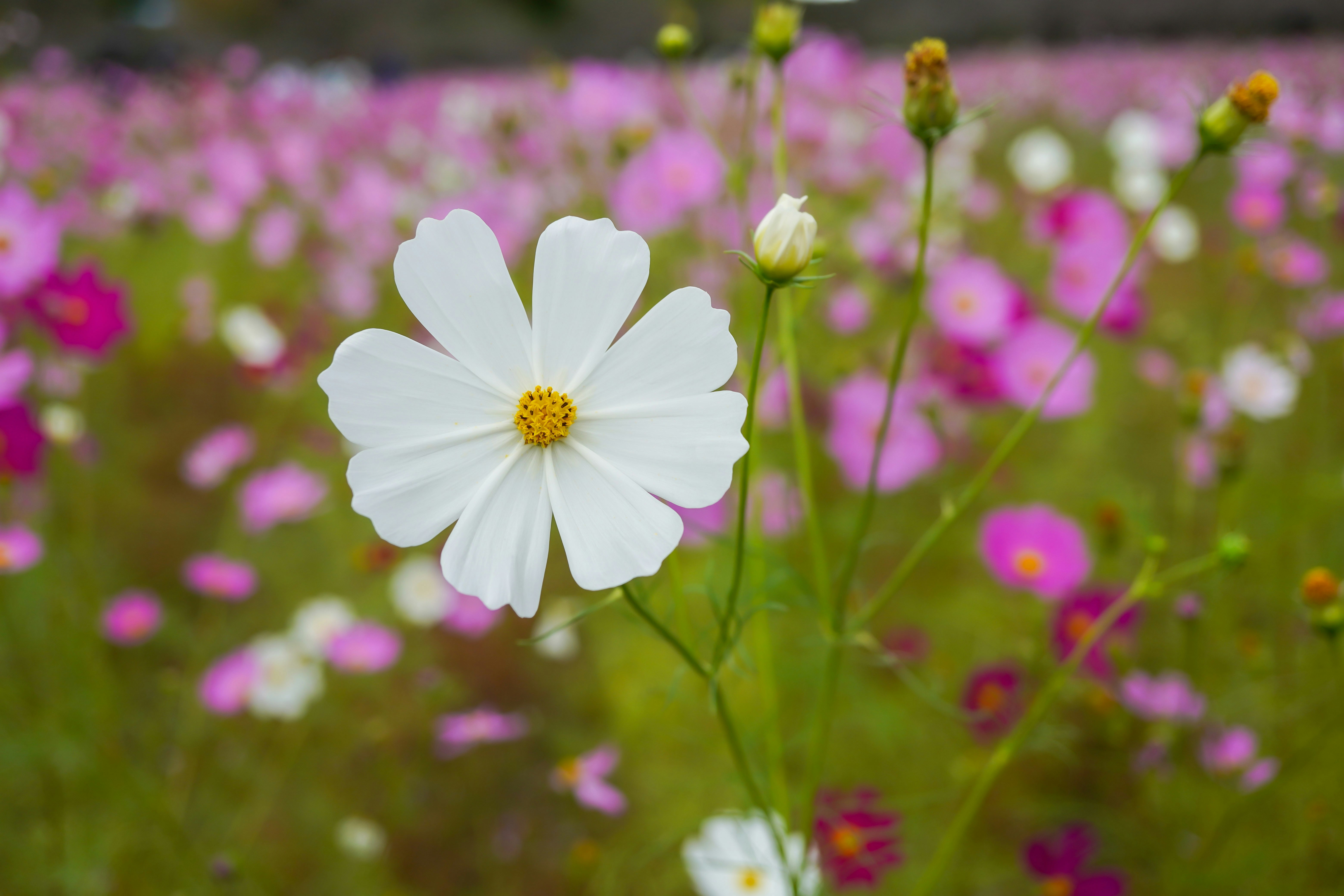 ピンクの花畑に咲く白いコスモスの花