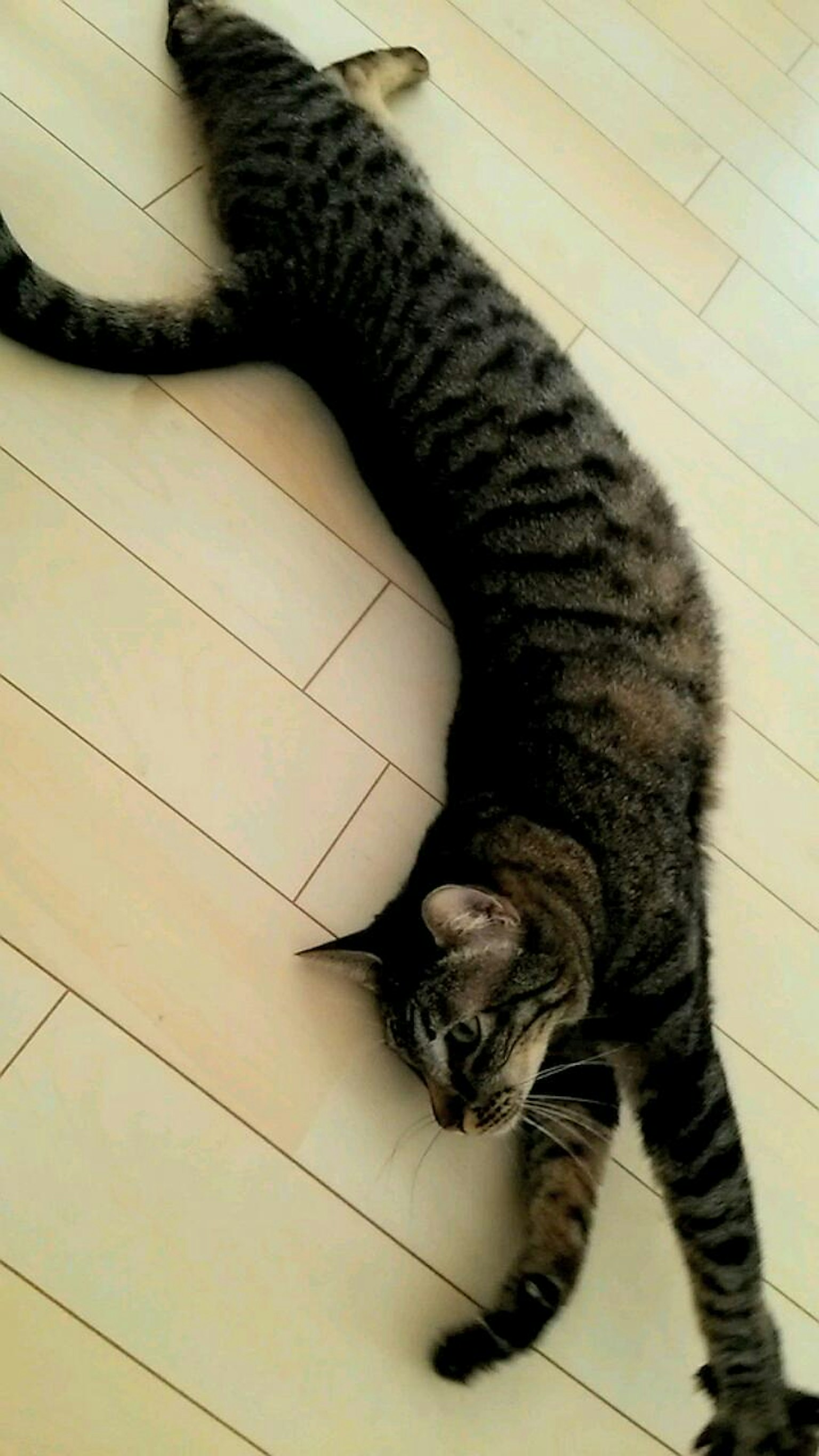 Kucing bergaris yang terbaring di lantai