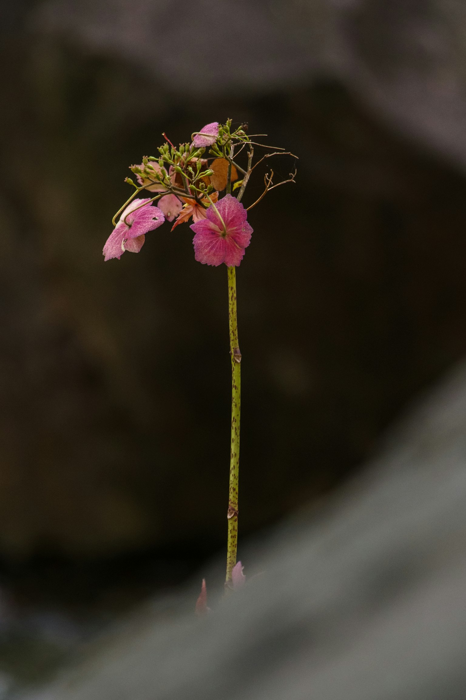 Une tige mince avec des fleurs roses visible entre des rochers