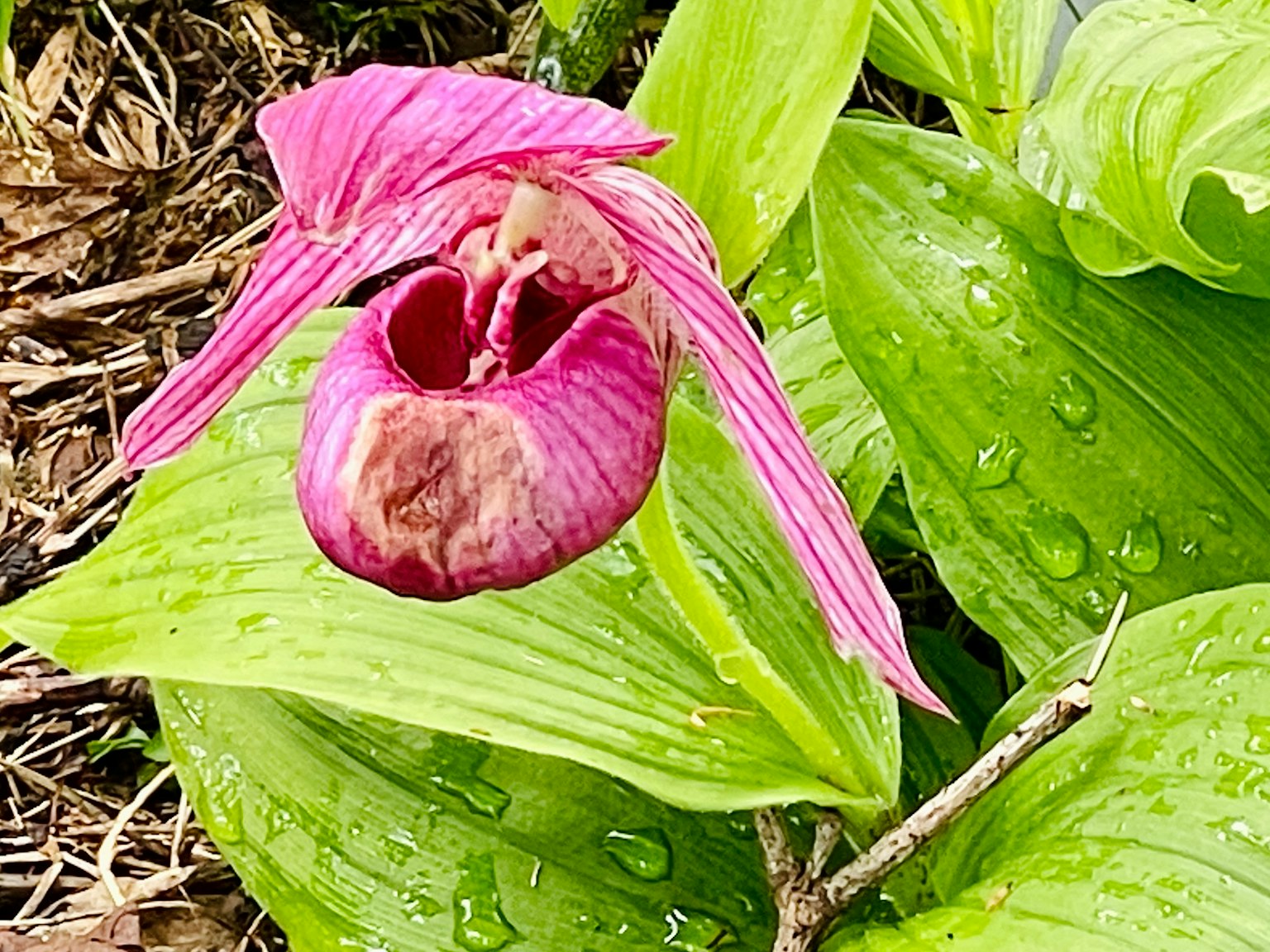 Flor de orquídea rosa floreciendo sobre hojas verdes con gotas de agua