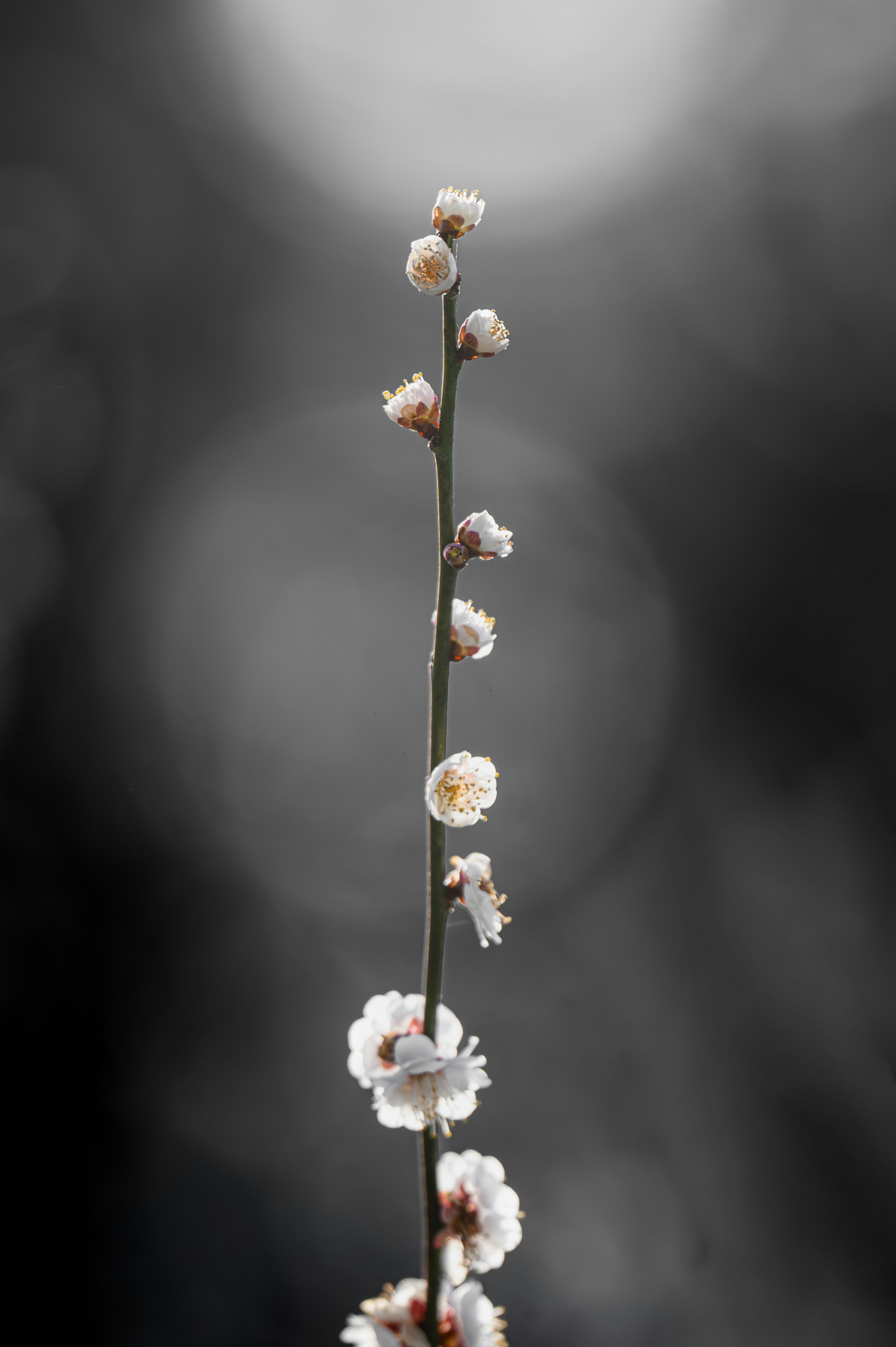 黒背景に咲く白い花の枝