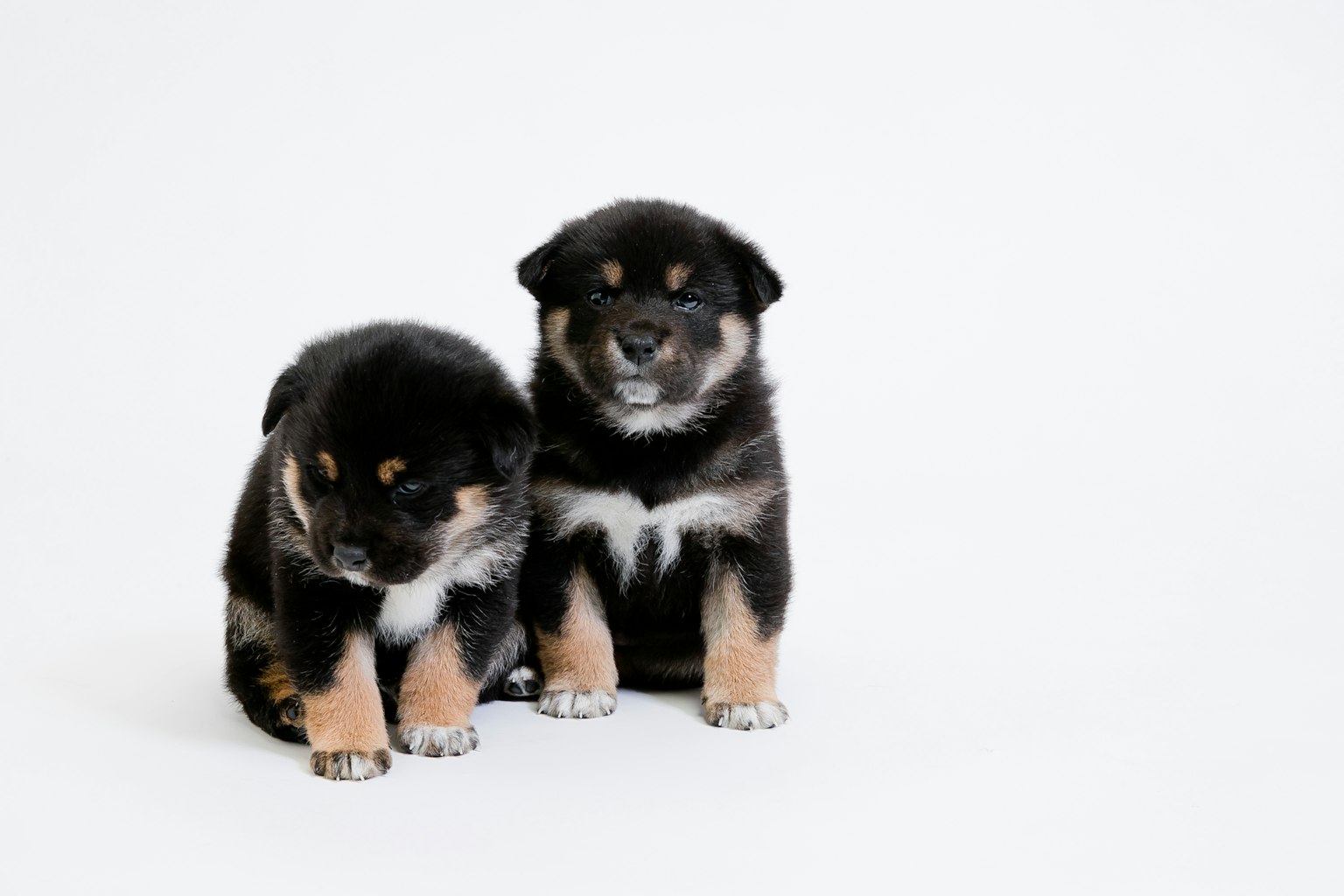 Dos cachorros sentados frente a un fondo blanco