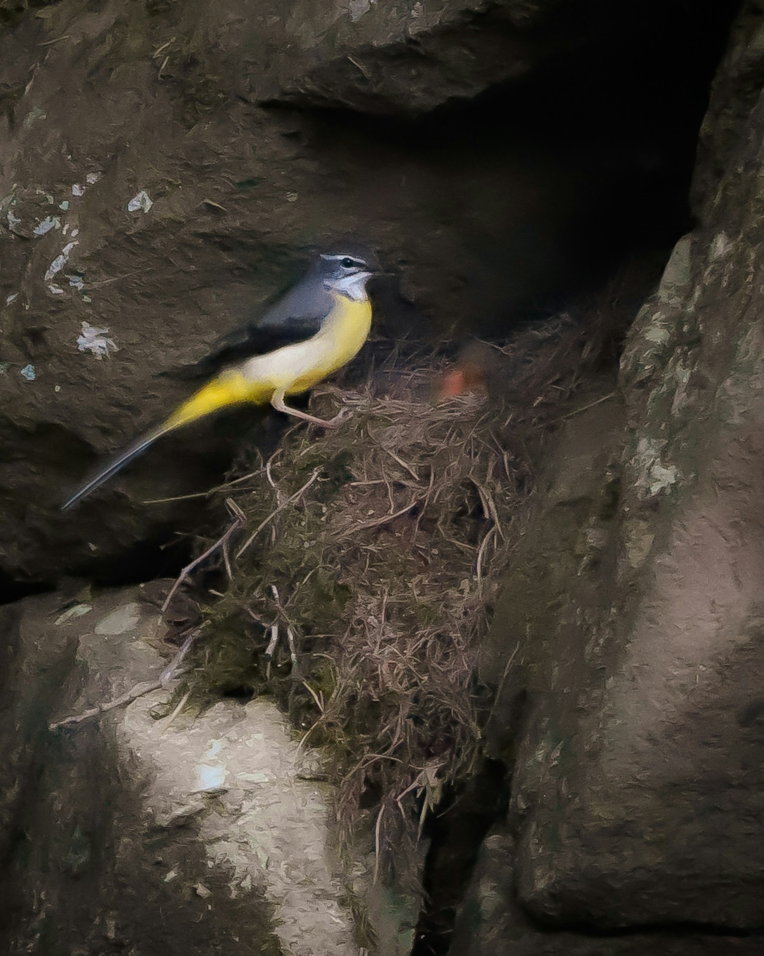Un petit oiseau au ventre jaune nichant dans une fissure de roche