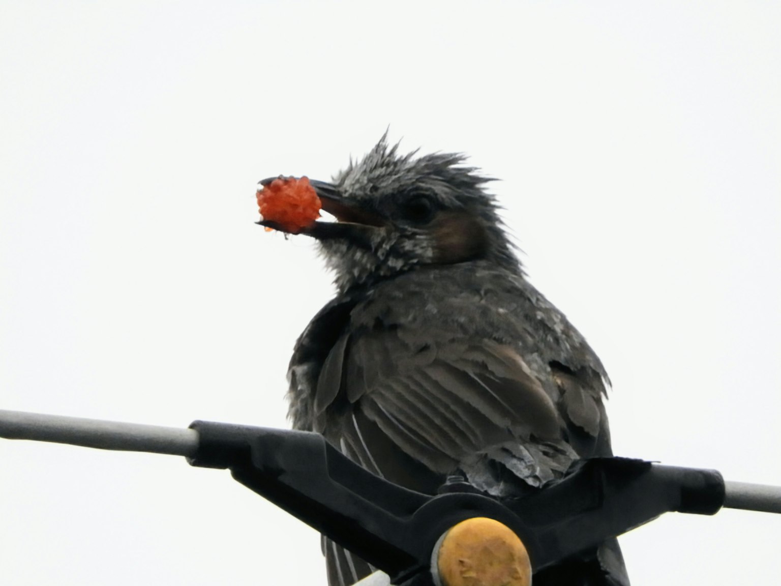 Un uccello bagnato che tiene un alimento arancione nel becco