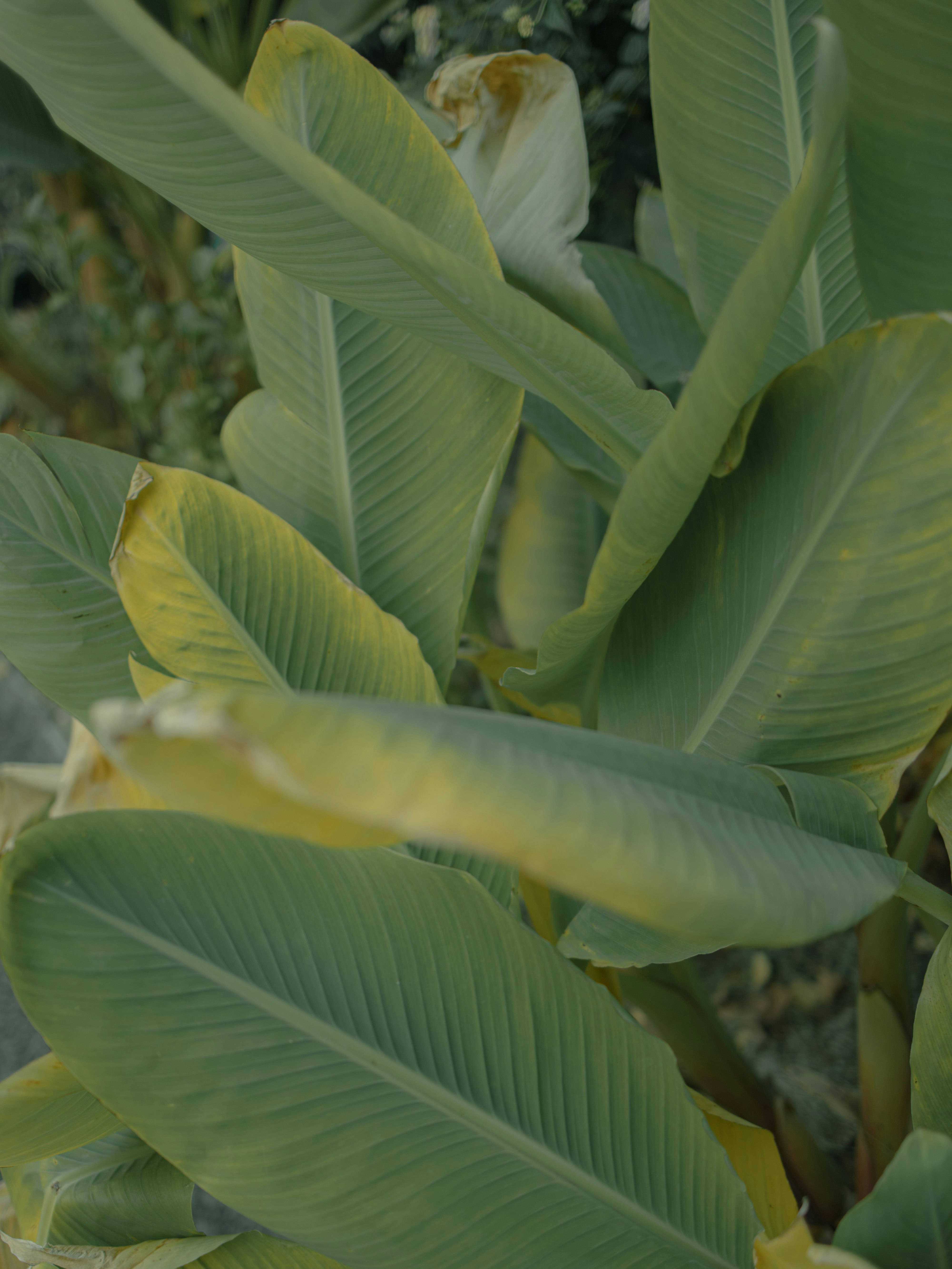 close-up daun pisang yang saling bertumpuk di suasana tropis