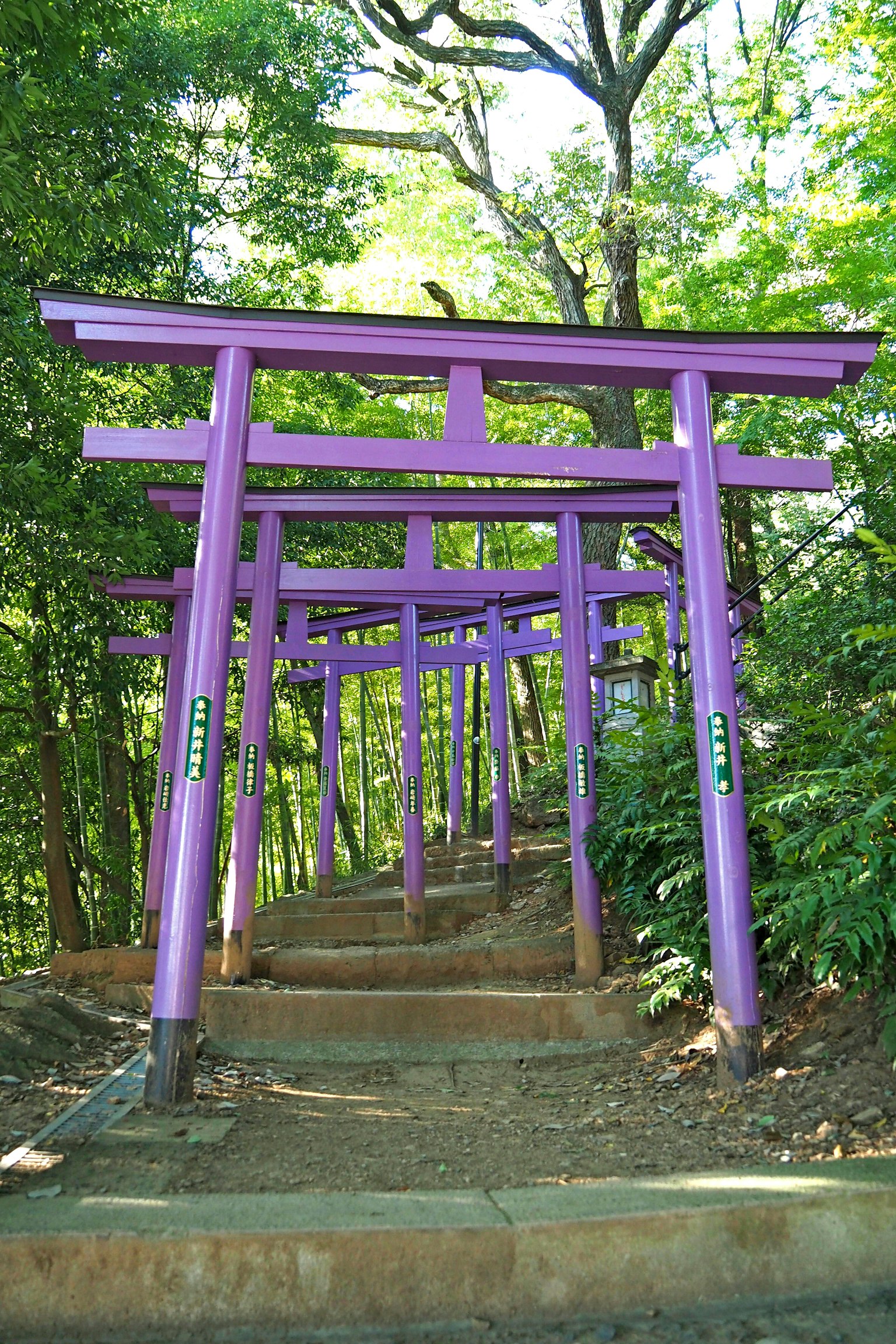 紫色鳥居排列在綠色森林中的階梯上