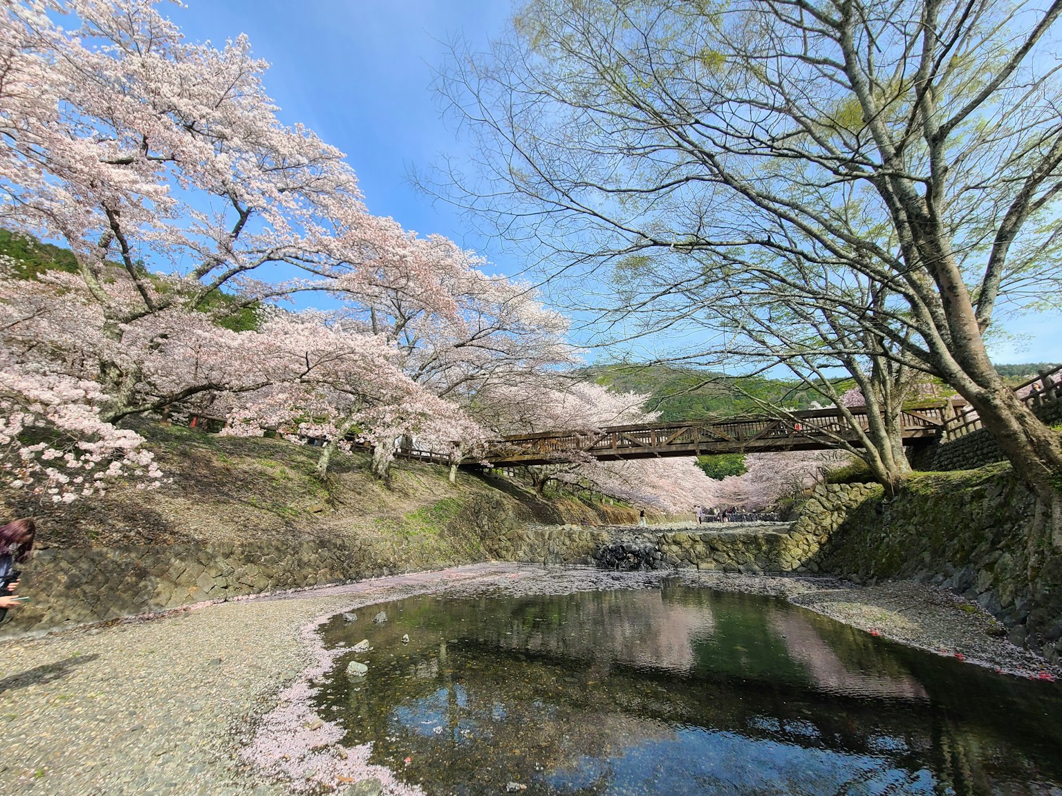 Scenic view of cherry blossom trees along a river with clear blue sky