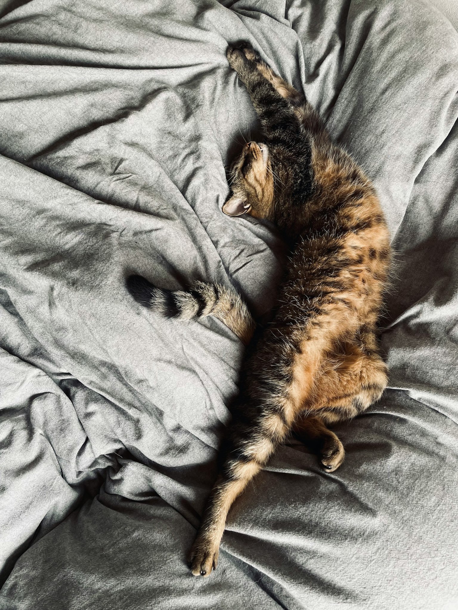 Un gatto tigrato marrone che si allunga su una coperta grigia