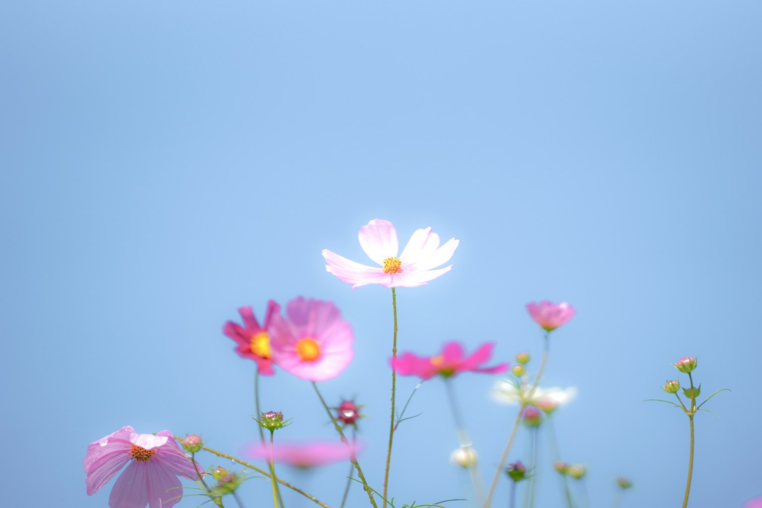 Fiori di cosmos colorati contro un cielo blu