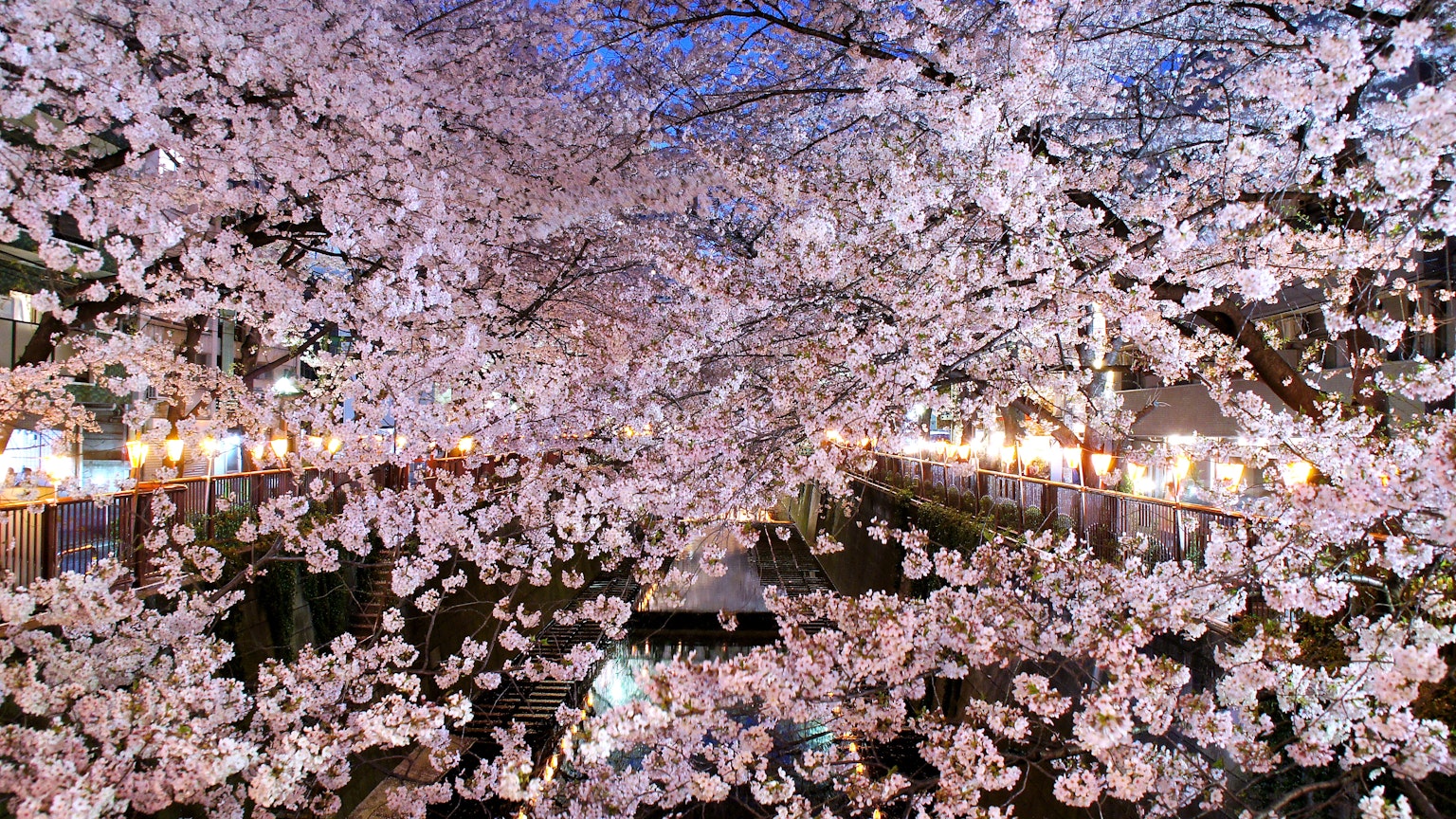 Night view of cherry blossoms in a park illuminated by lights