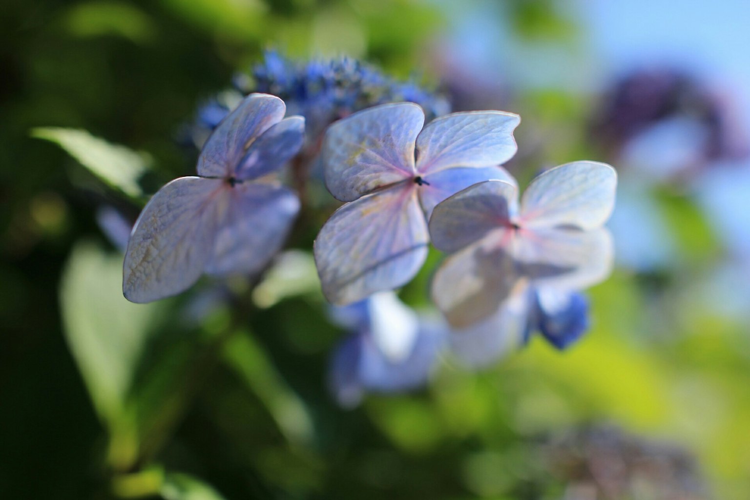 绣球花特写，蓝紫色花瓣