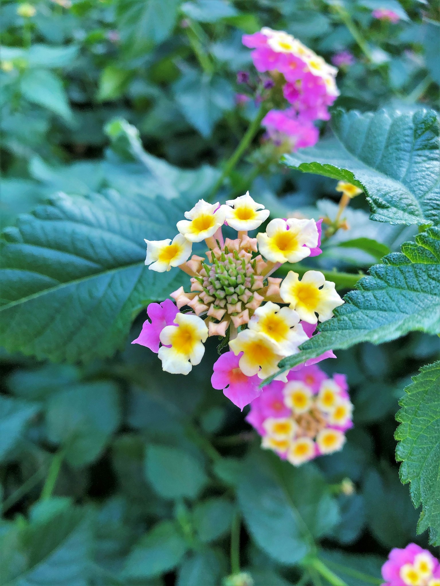 Hoa lantana đầy màu sắc nở giữa những chiếc lá xanh