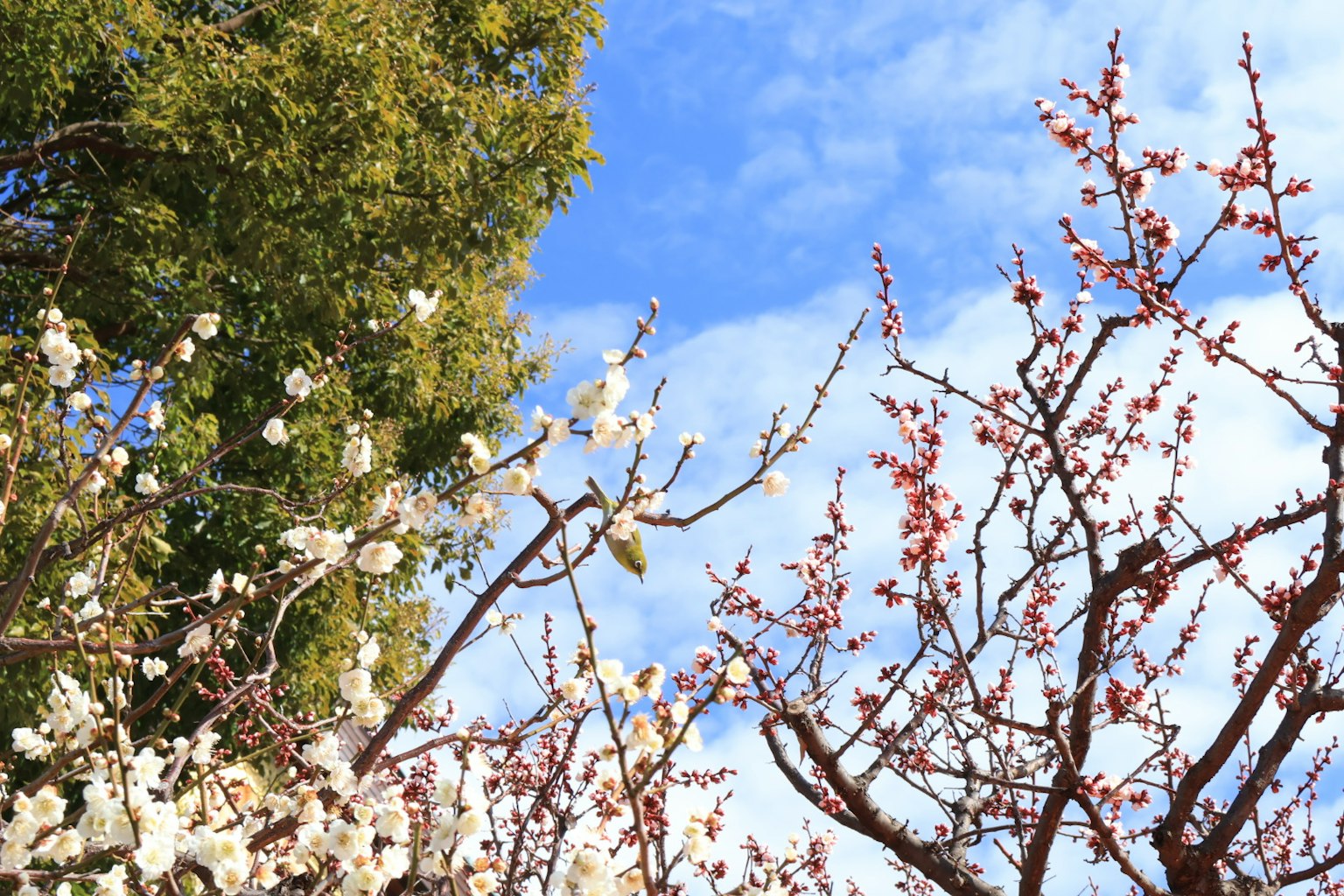 Alberi con fiori bianchi e rosa sotto un cielo blu