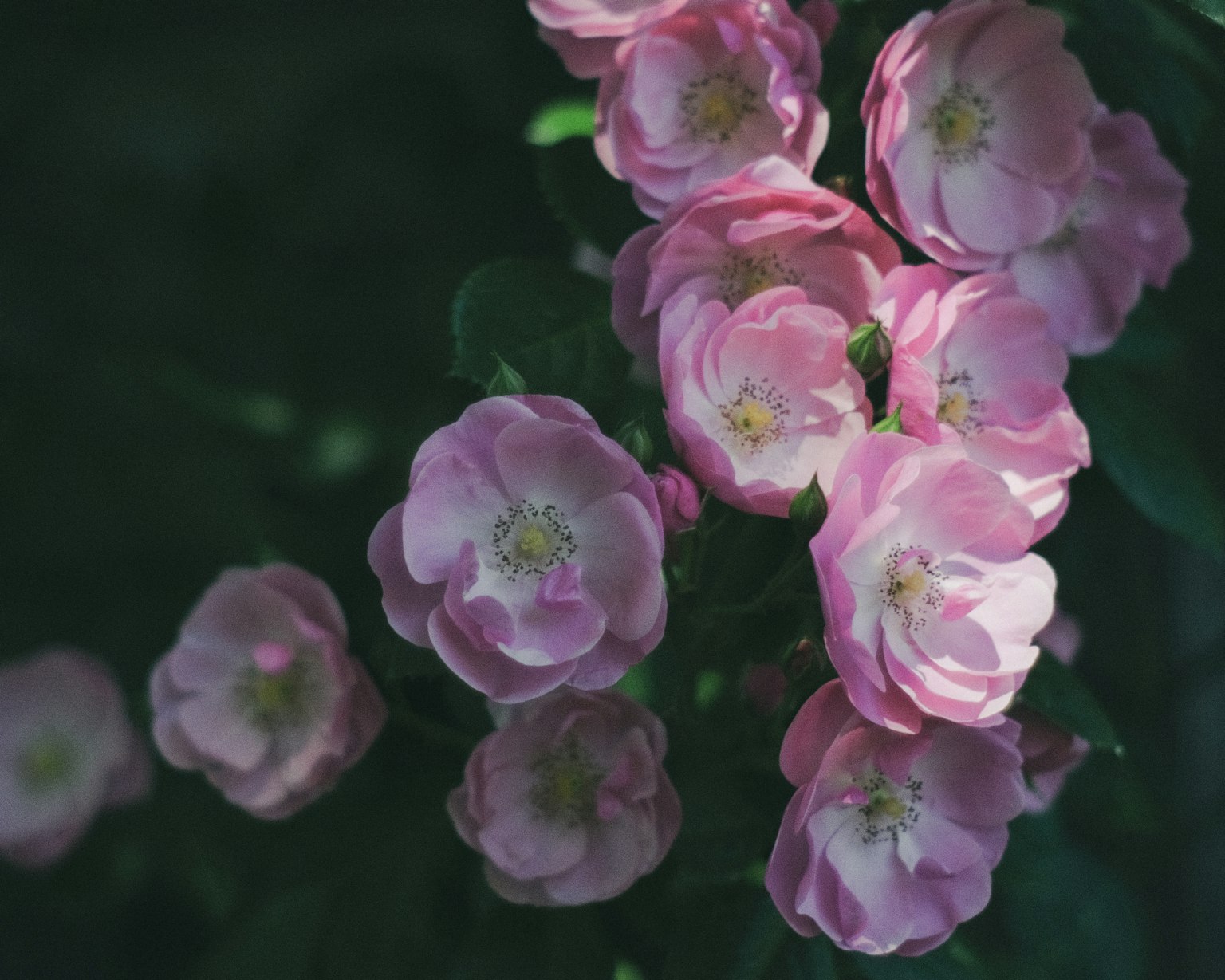 Un groupe de fleurs rose pâle s'épanouissant dans une lumière douce