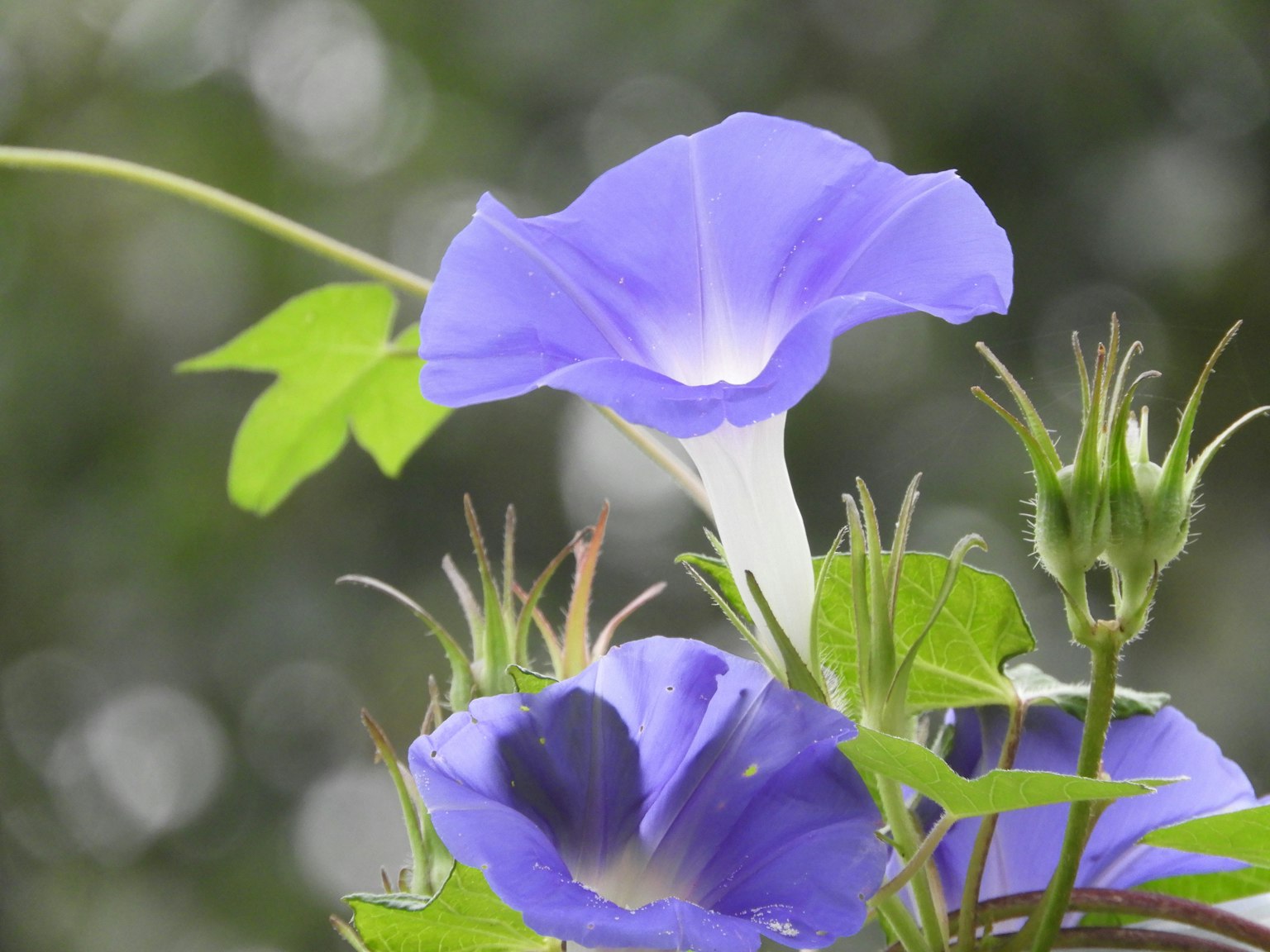 Nahaufnahme von lebhaften lila Morgentau-Blumen mit grünen Blättern