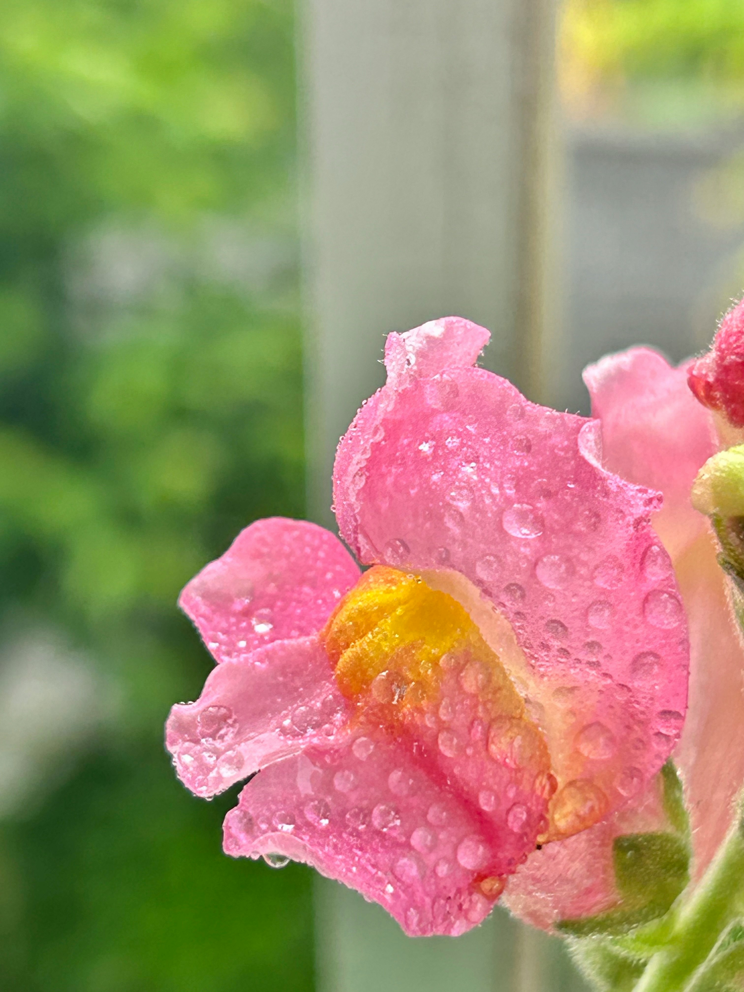 雨粒のついたピンクの金魚草の花