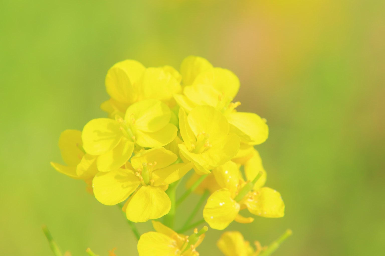 Nahaufnahme von lebhaften gelben Blumen, die vor einem sanften grünen Hintergrund blühen
