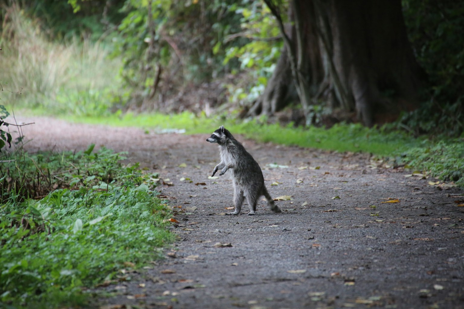 Mapache de pie en un camino rodeado de vegetación