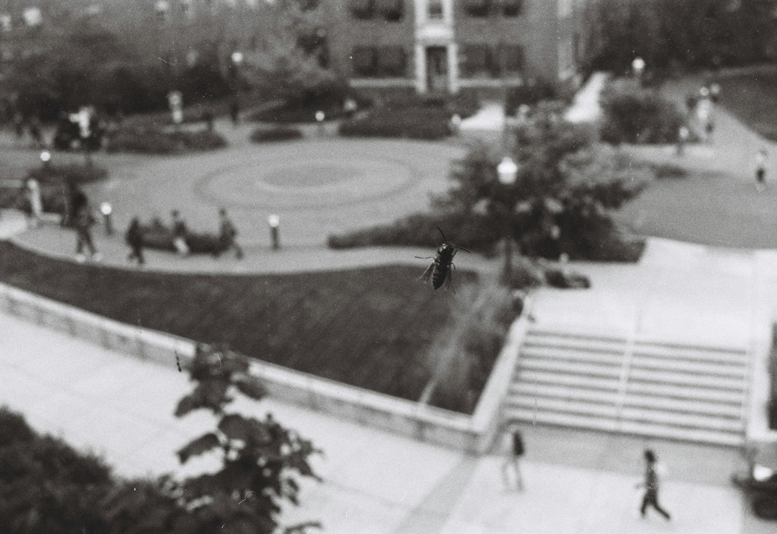 Schwarzweißbild von Menschen, die in einem Park spazieren