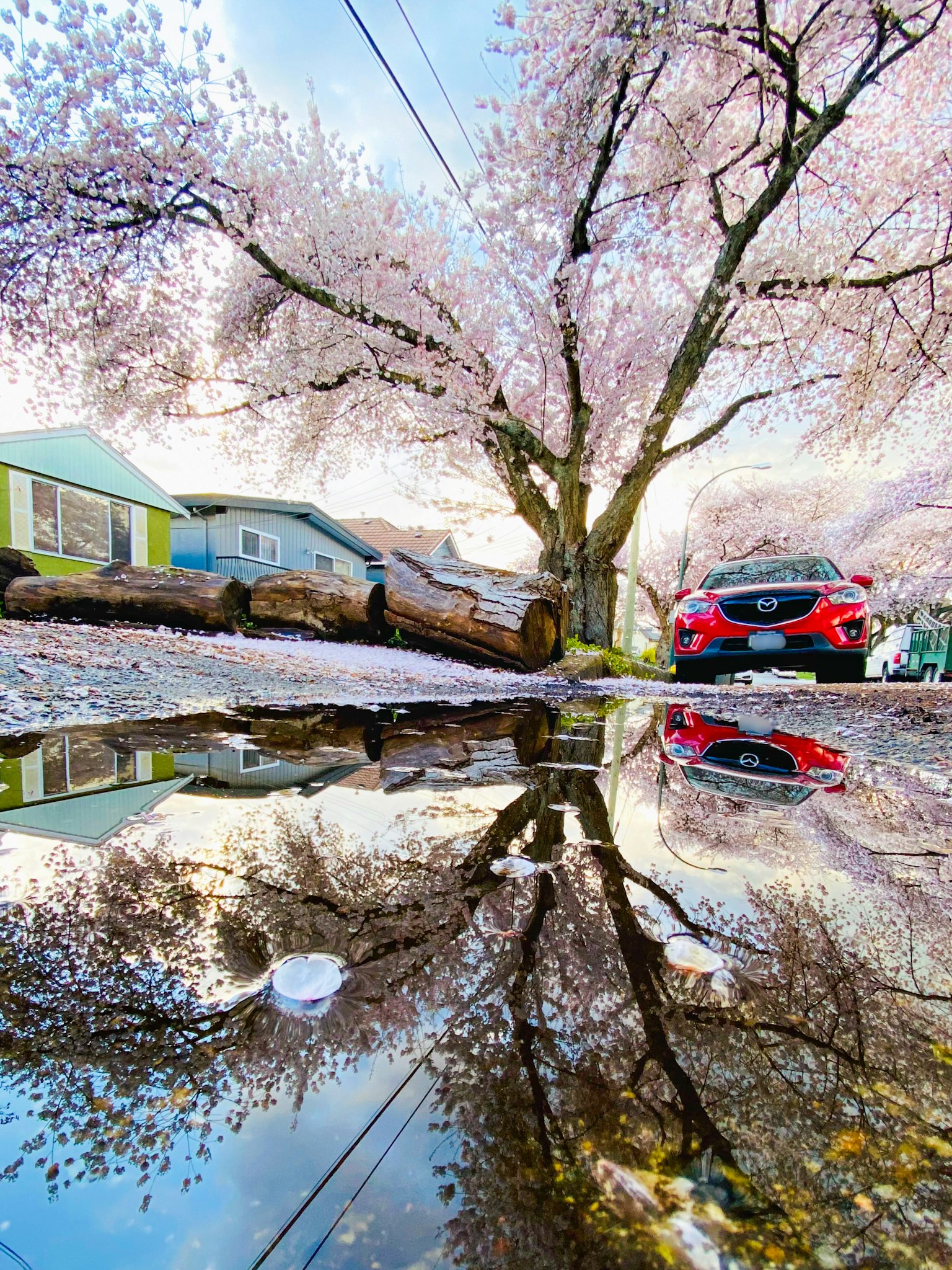 桜の木とその反射が水たまりに映る美しい風景