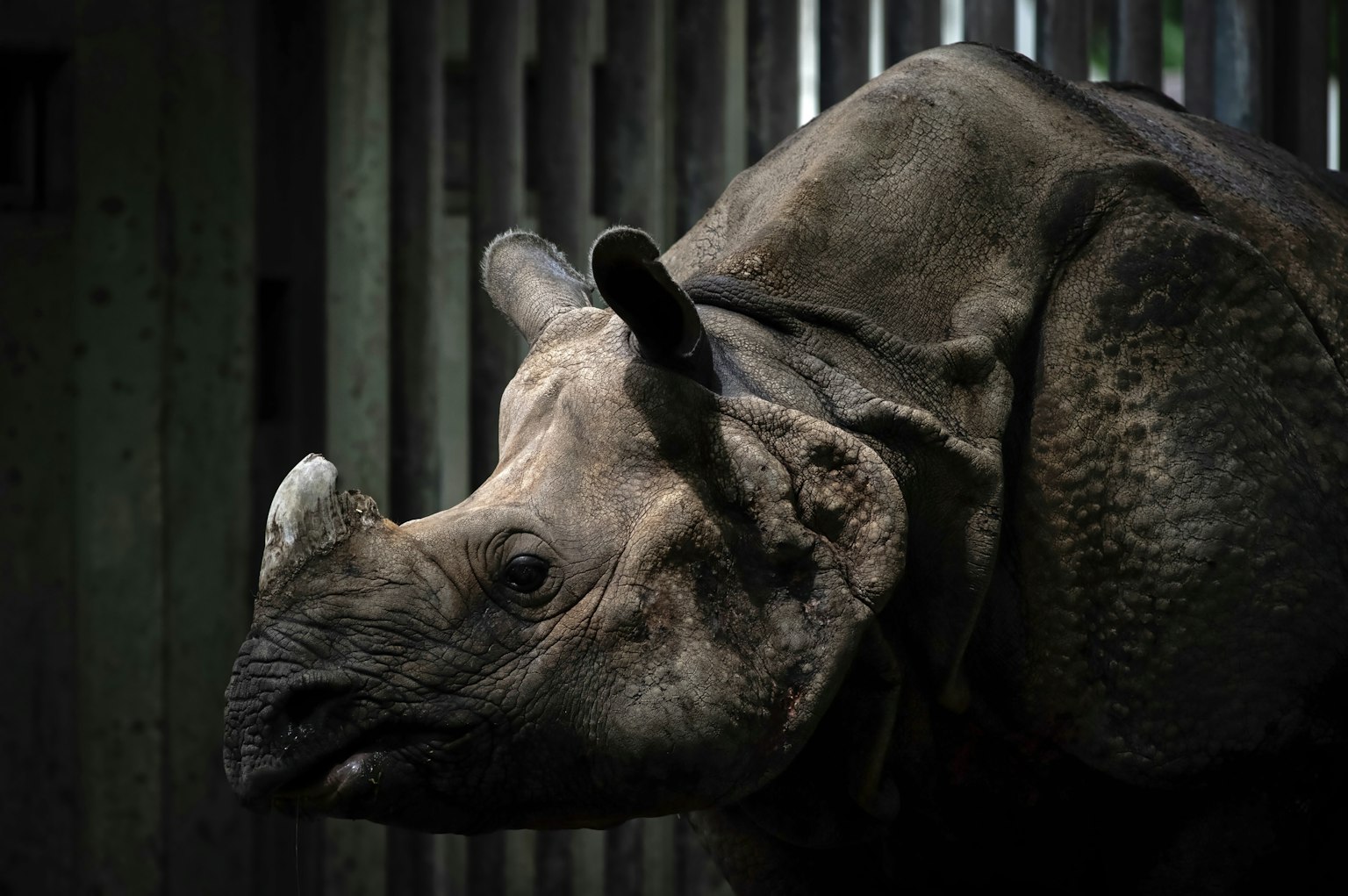 Gros plan sur un rhinocéros avec un fond en lattes de bois