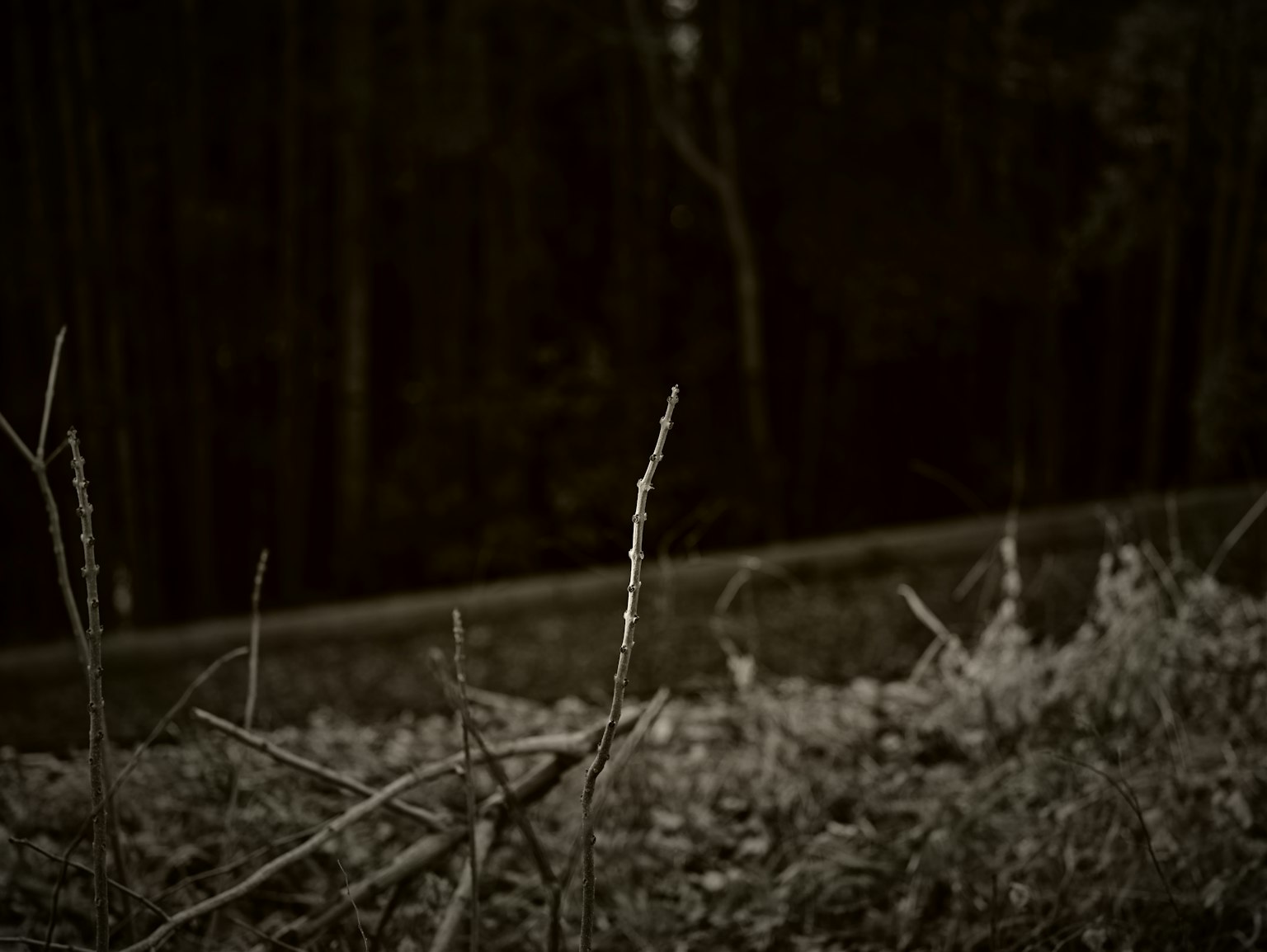 Eine dunkle Waldszene mit dünnem Gras und trockenen Blättern