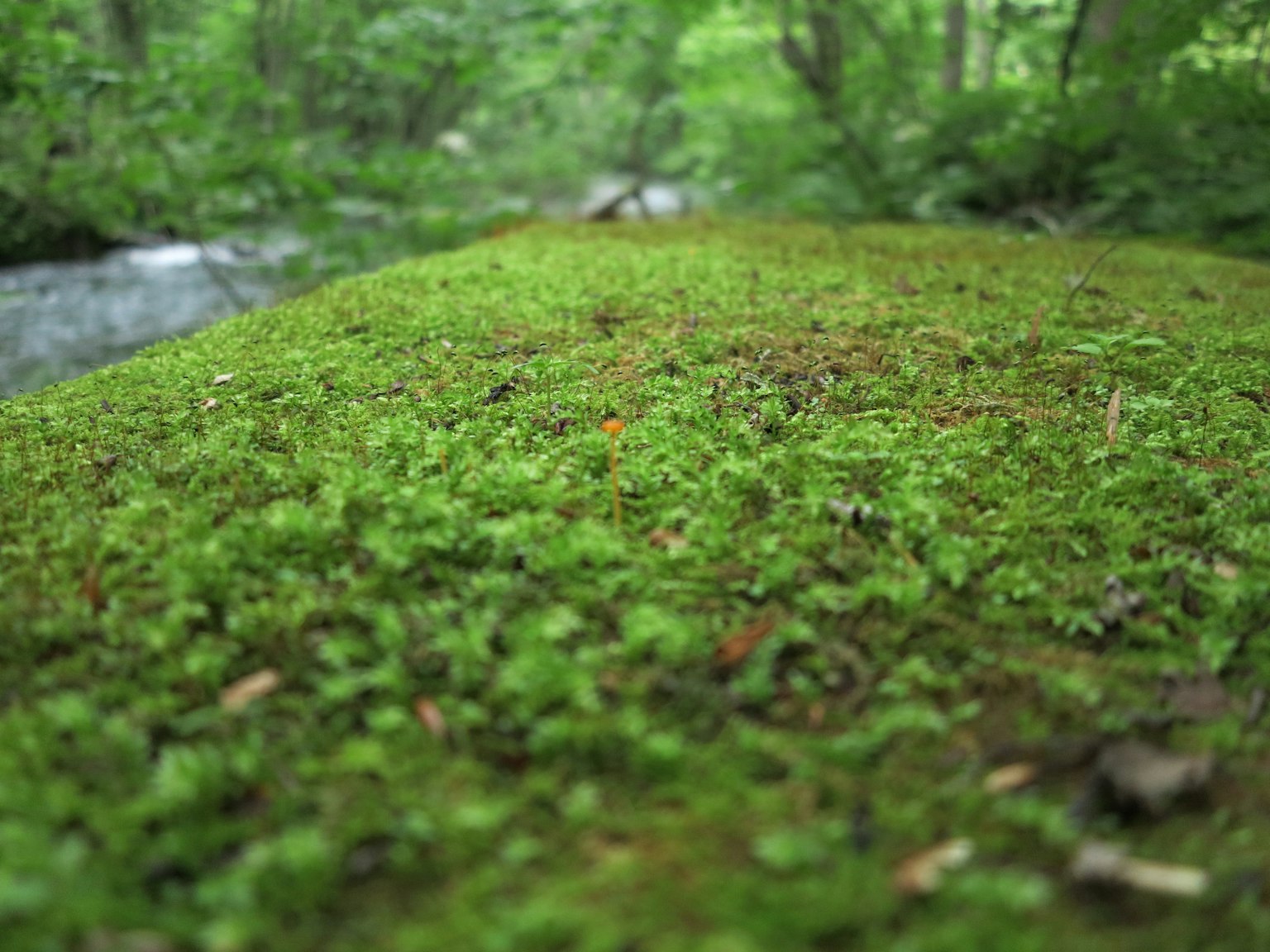 Un paesaggio naturale con muschio verde lussureggiante che ricopre una roccia