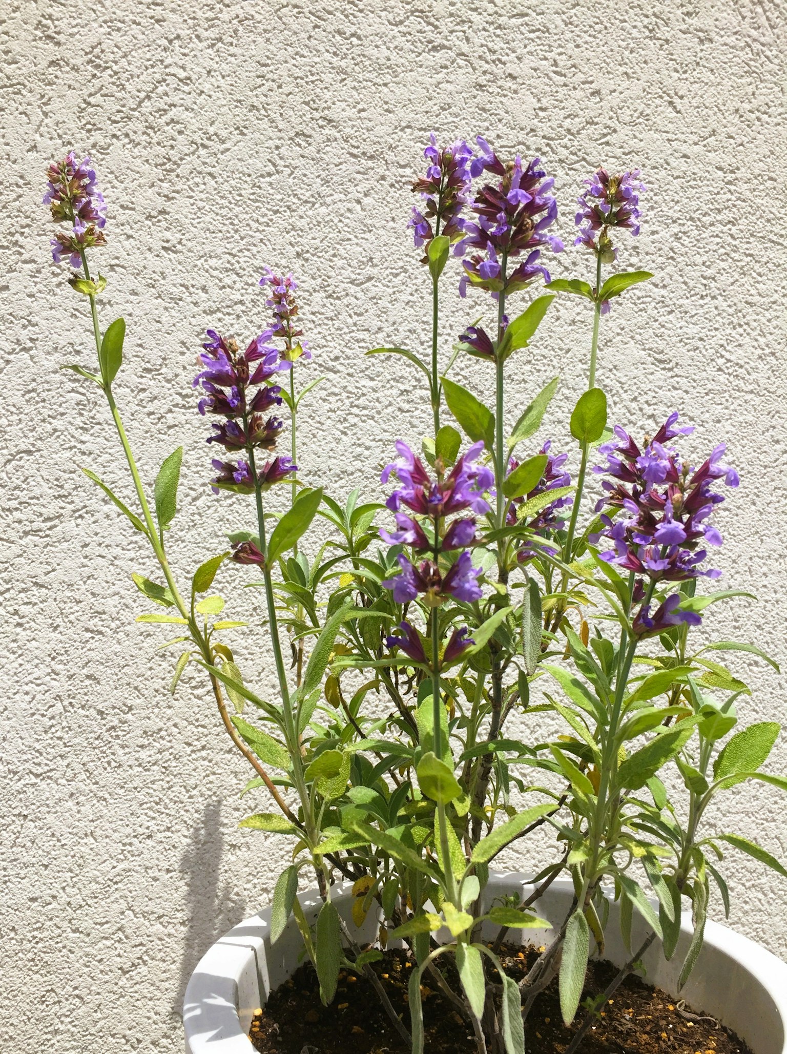 Planta en maceta con flores moradas