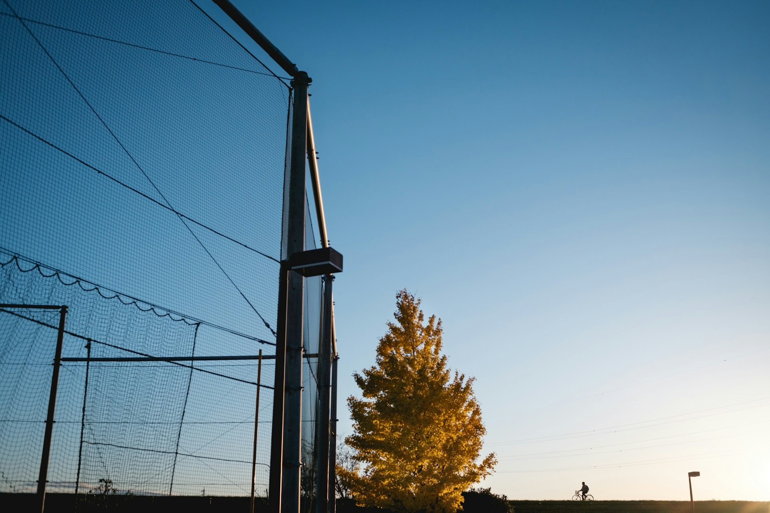 A yellow tree under a clear blue sky with a net structure