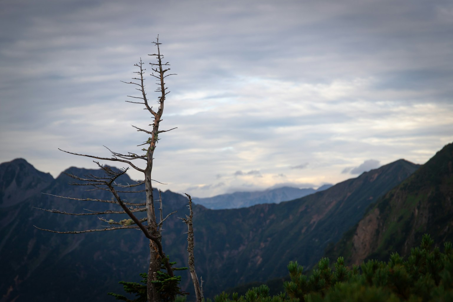 Un albero secco si erge sullo sfondo montano