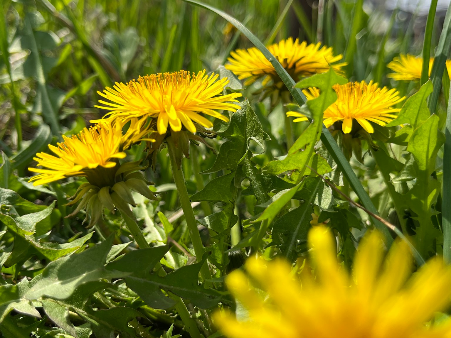 Bunga dandelion kuning cerah mekar di antara rumput hijau subur