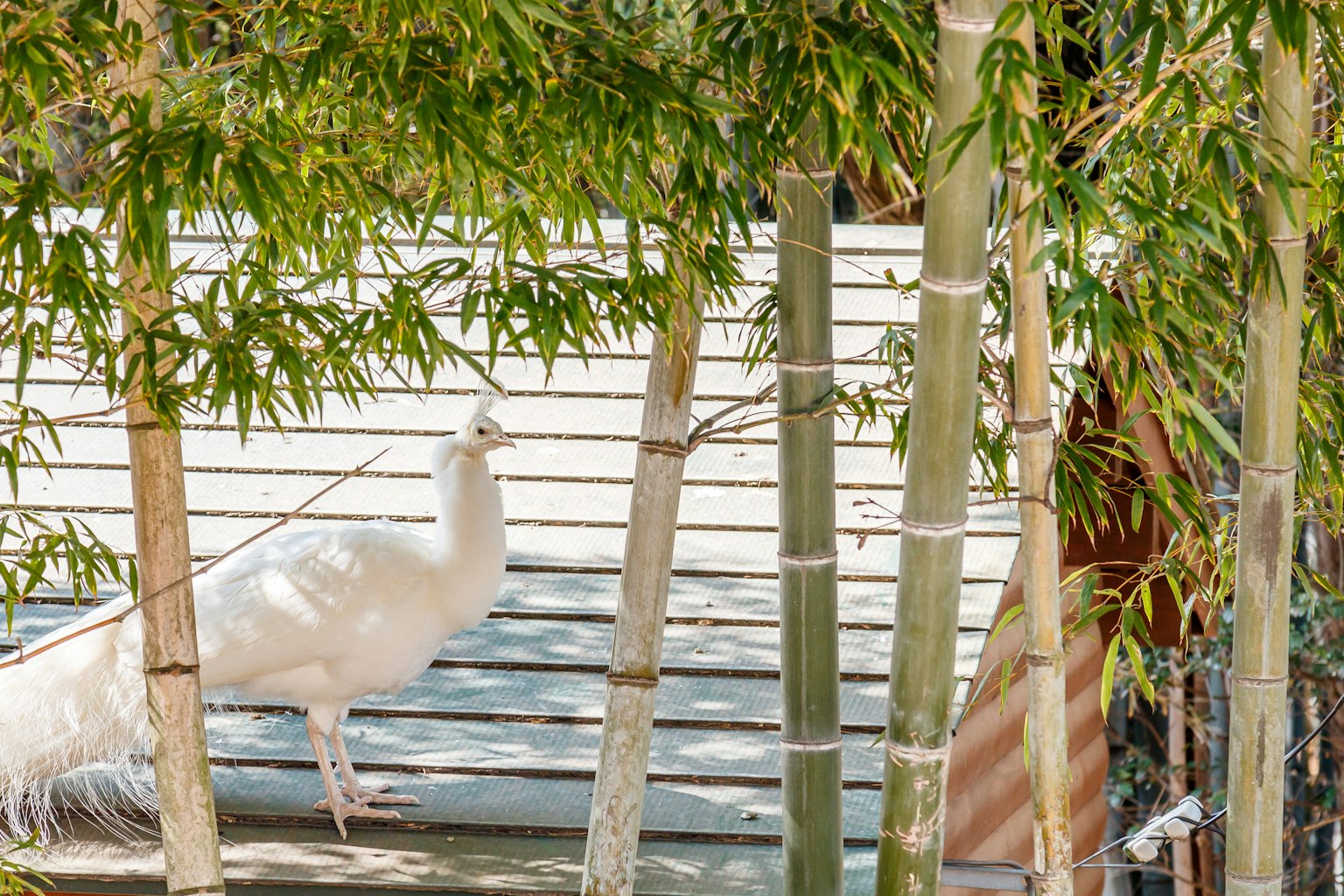 A white peacock visible among bamboo stalks