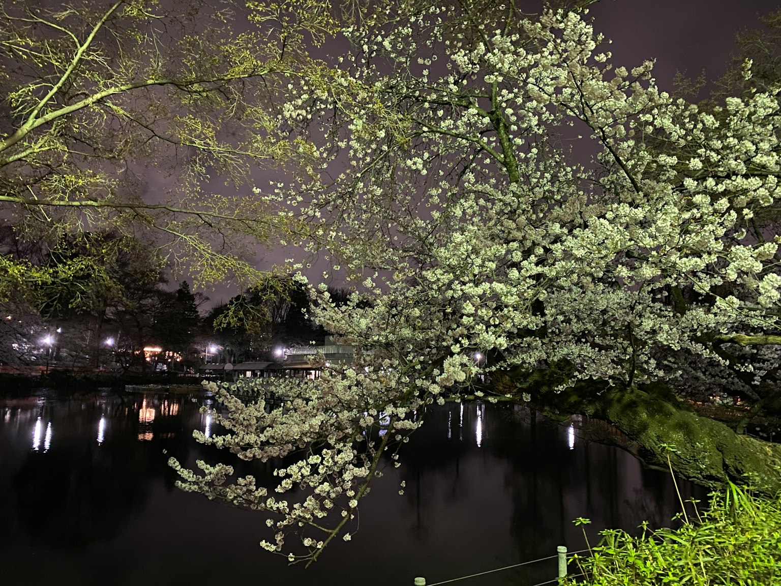 Pemandangan malam pohon sakura di tepi kolam